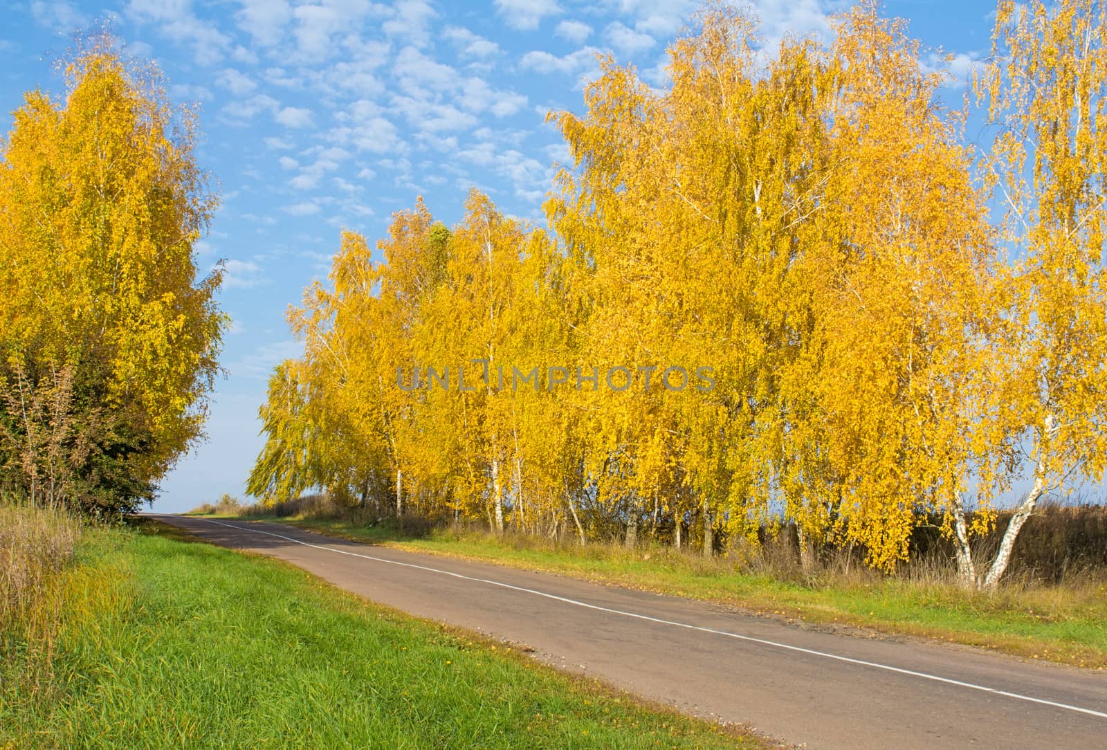 Autumn landscape: country road and trees with abundant yellow leaves on a clear Sunny day.
