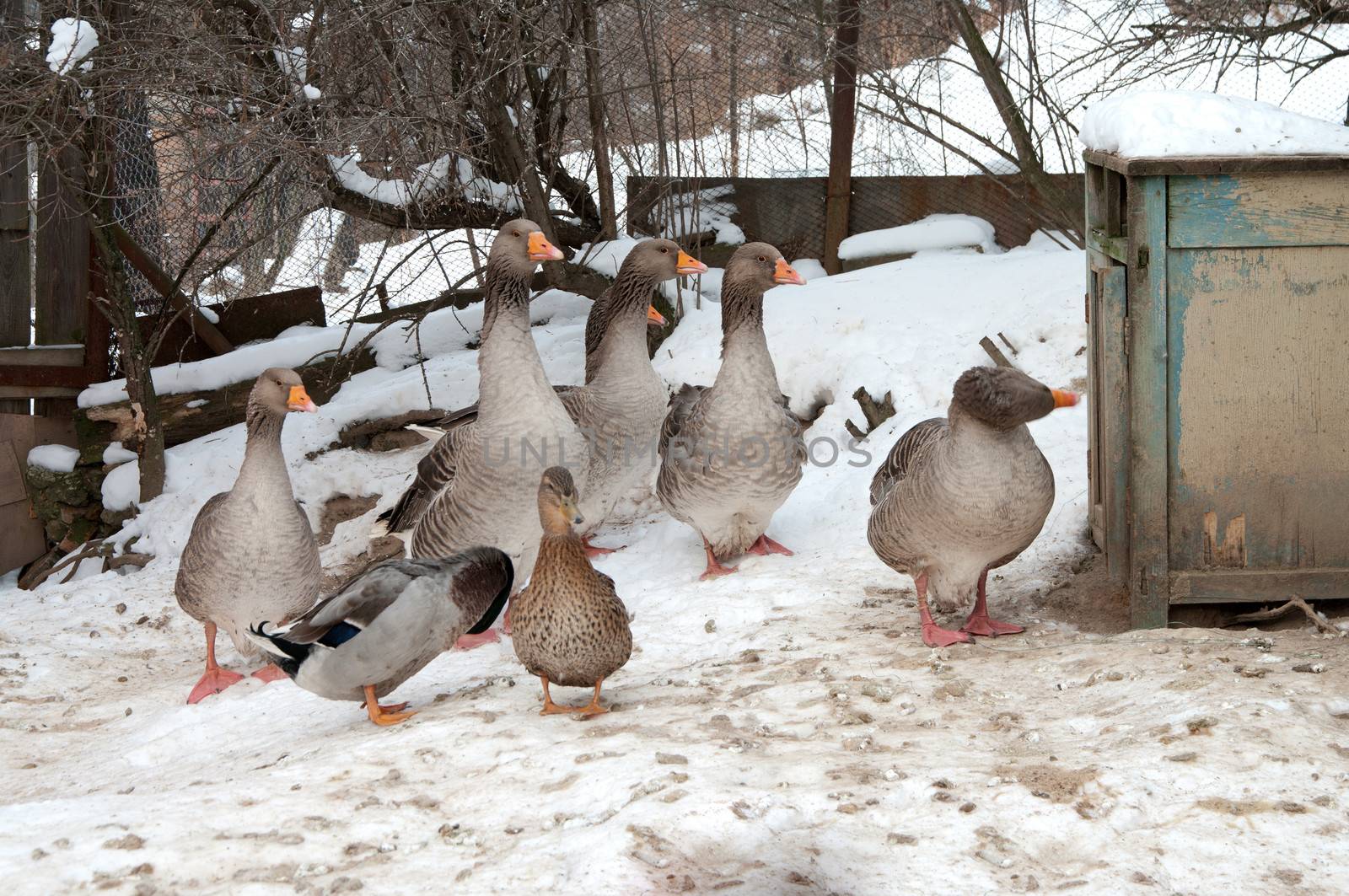 Ducks and gray geese in the open-air cage in the winter.