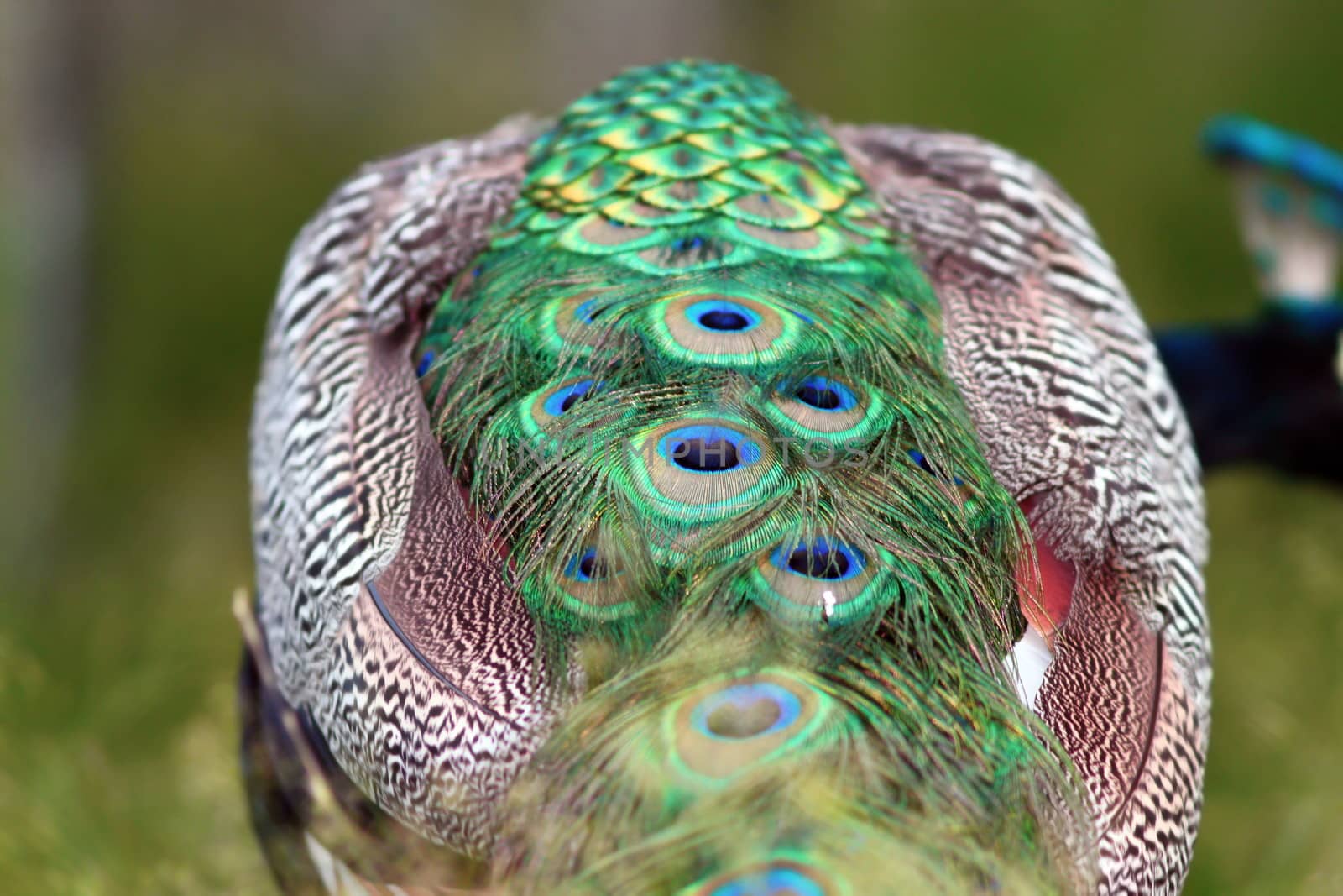 abstract view of a peacock, detail of the tail feathers