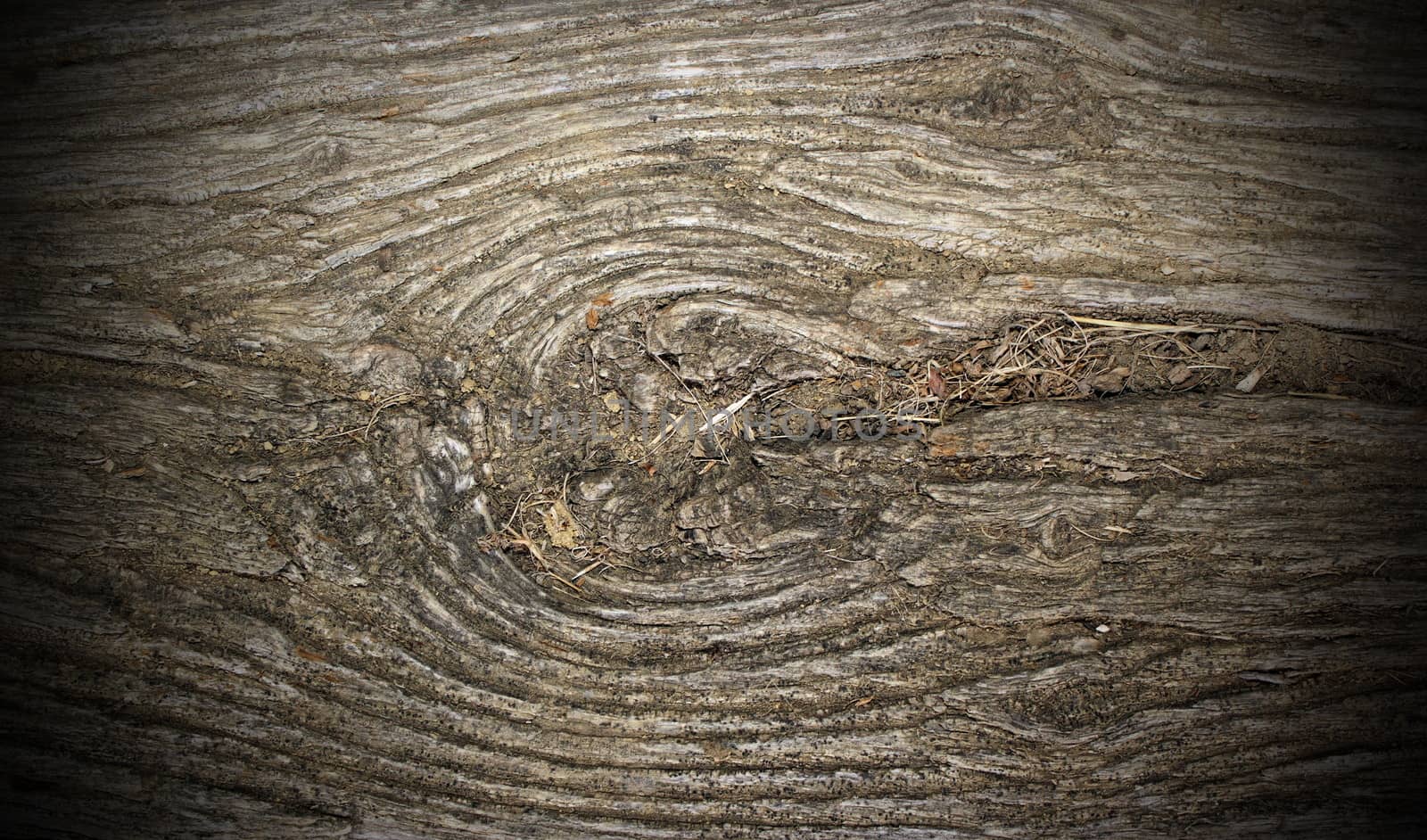 ancient poplar wood texture with knot and lots of debris got there in more than two hundred years