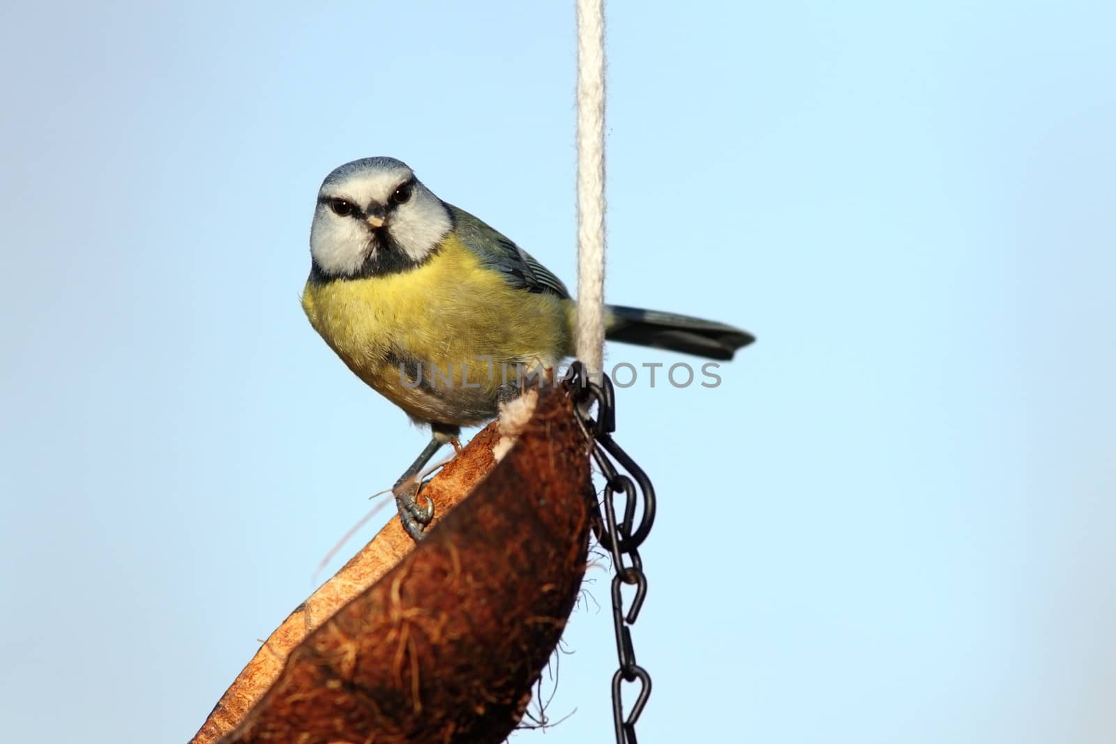 blue tit ( parus caeruleus ) looking straight at the camera while standing on coconut lard feeder