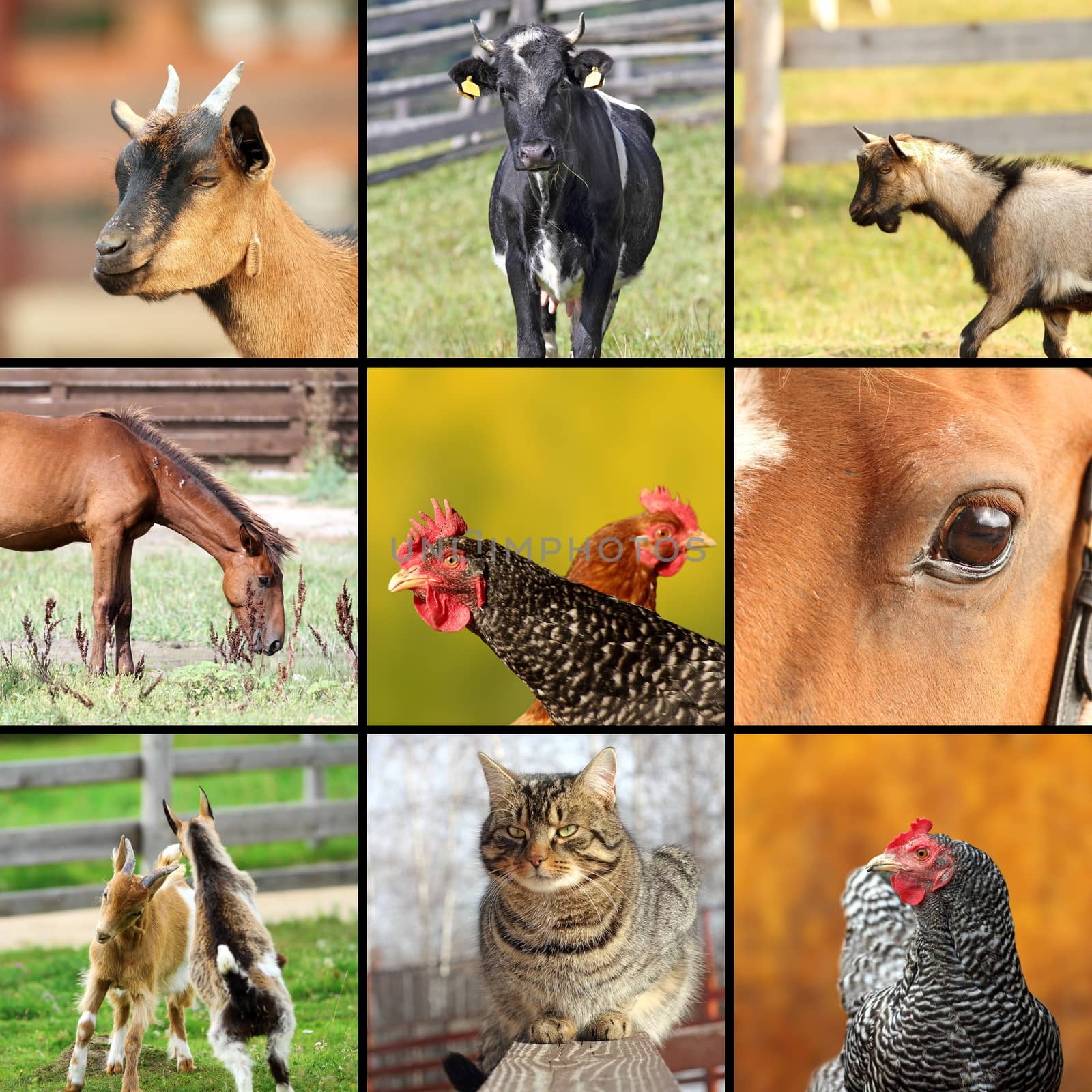 collage made with farm animals images by taviphoto