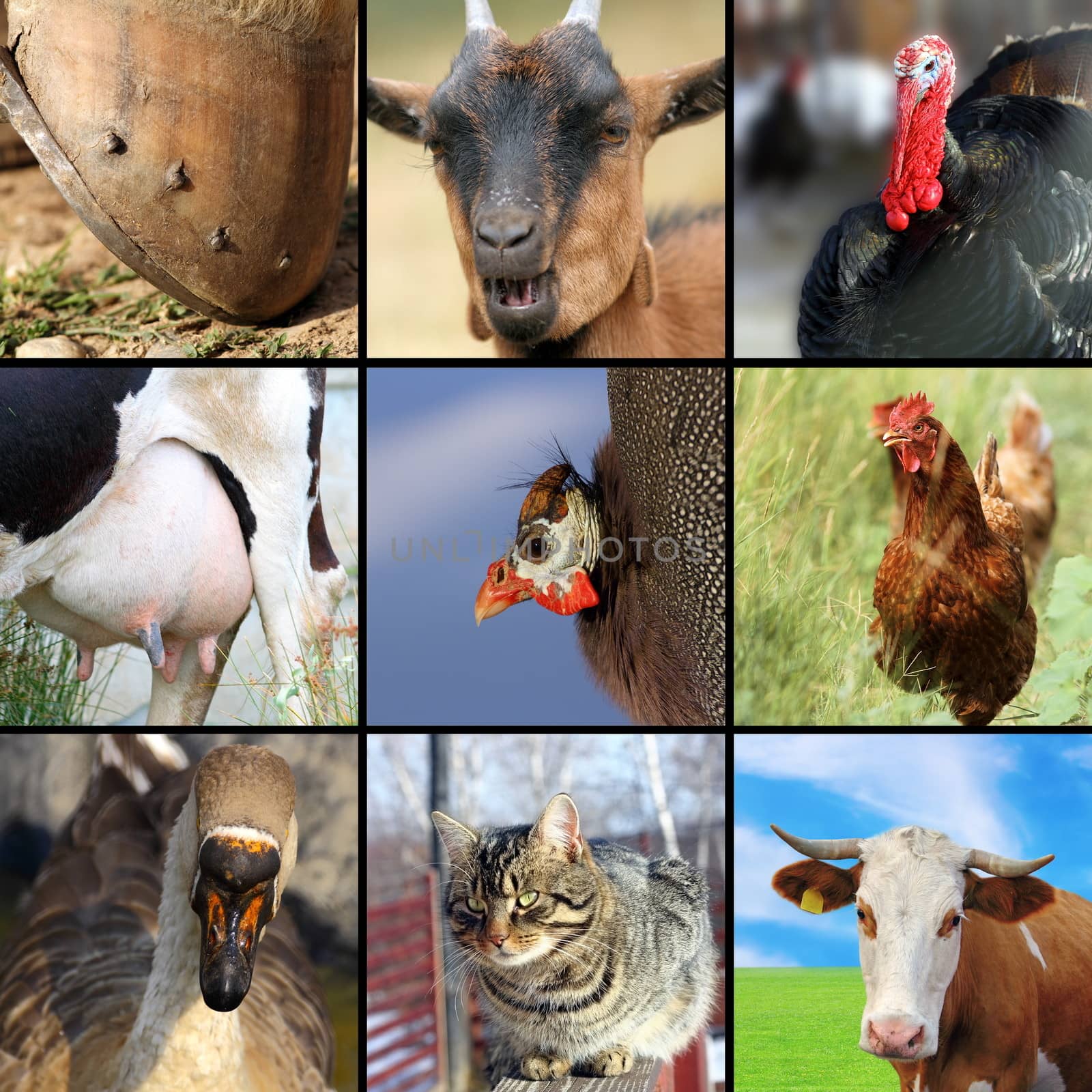 collection of different farm animals by taviphoto