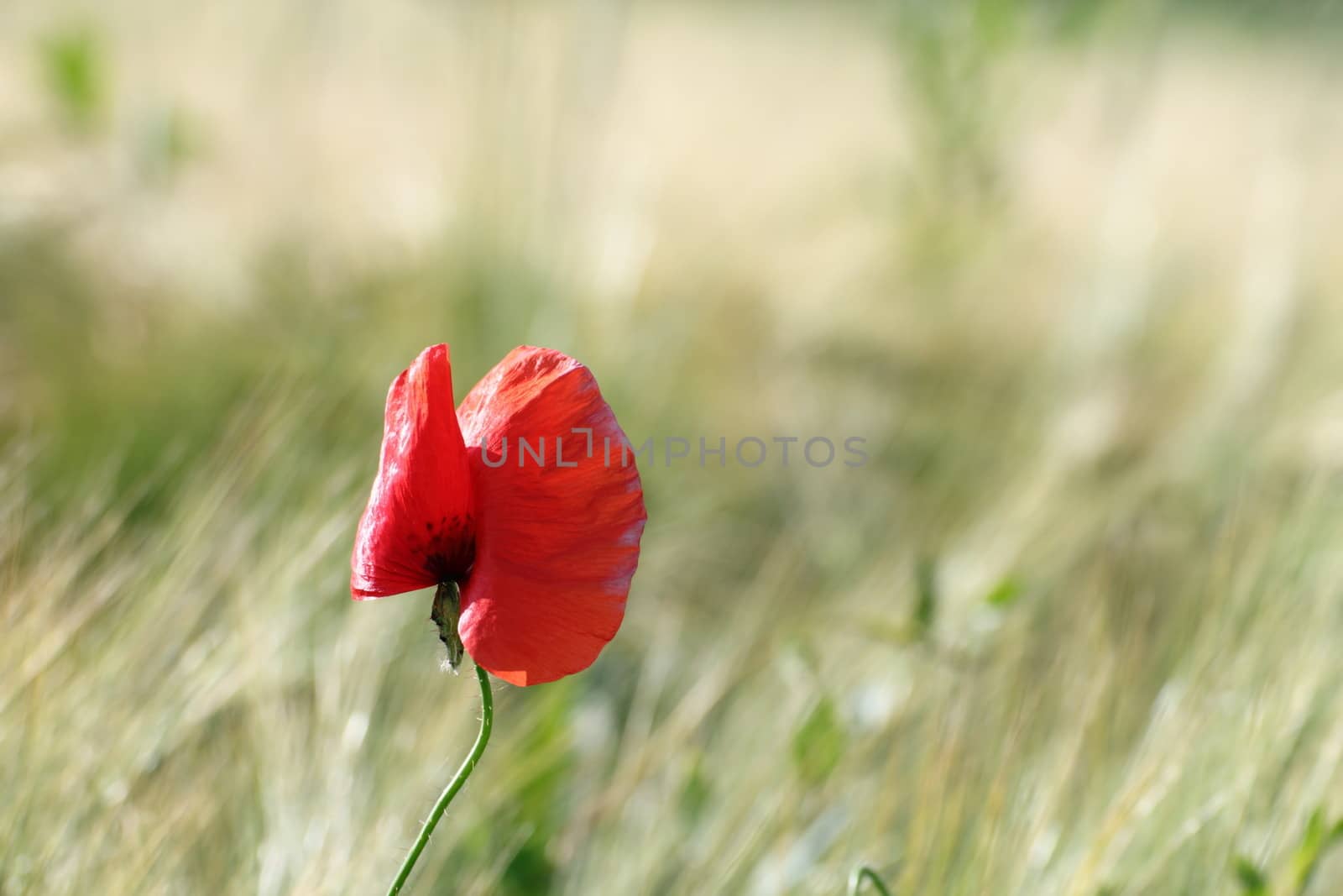 colorful uncultivated poppy ( papaver ) growing in the summer field