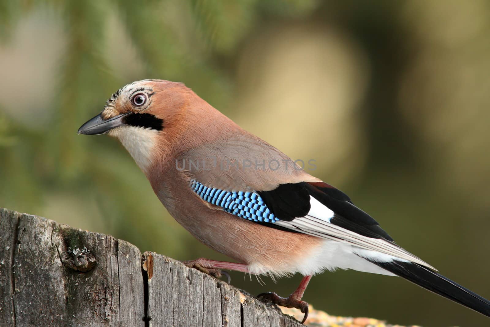 curious european jay  ( garrulus glandarius ) looking for food on a stump