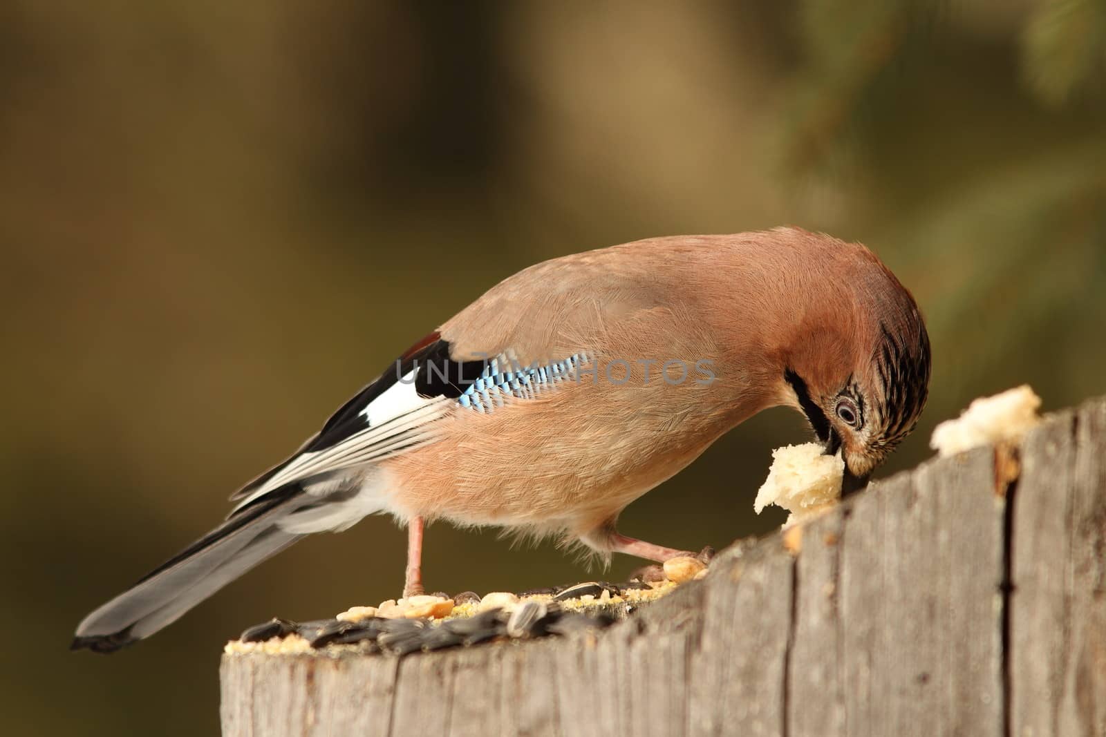 european jay ( garrulus glandarius ) eats bread up on a stump