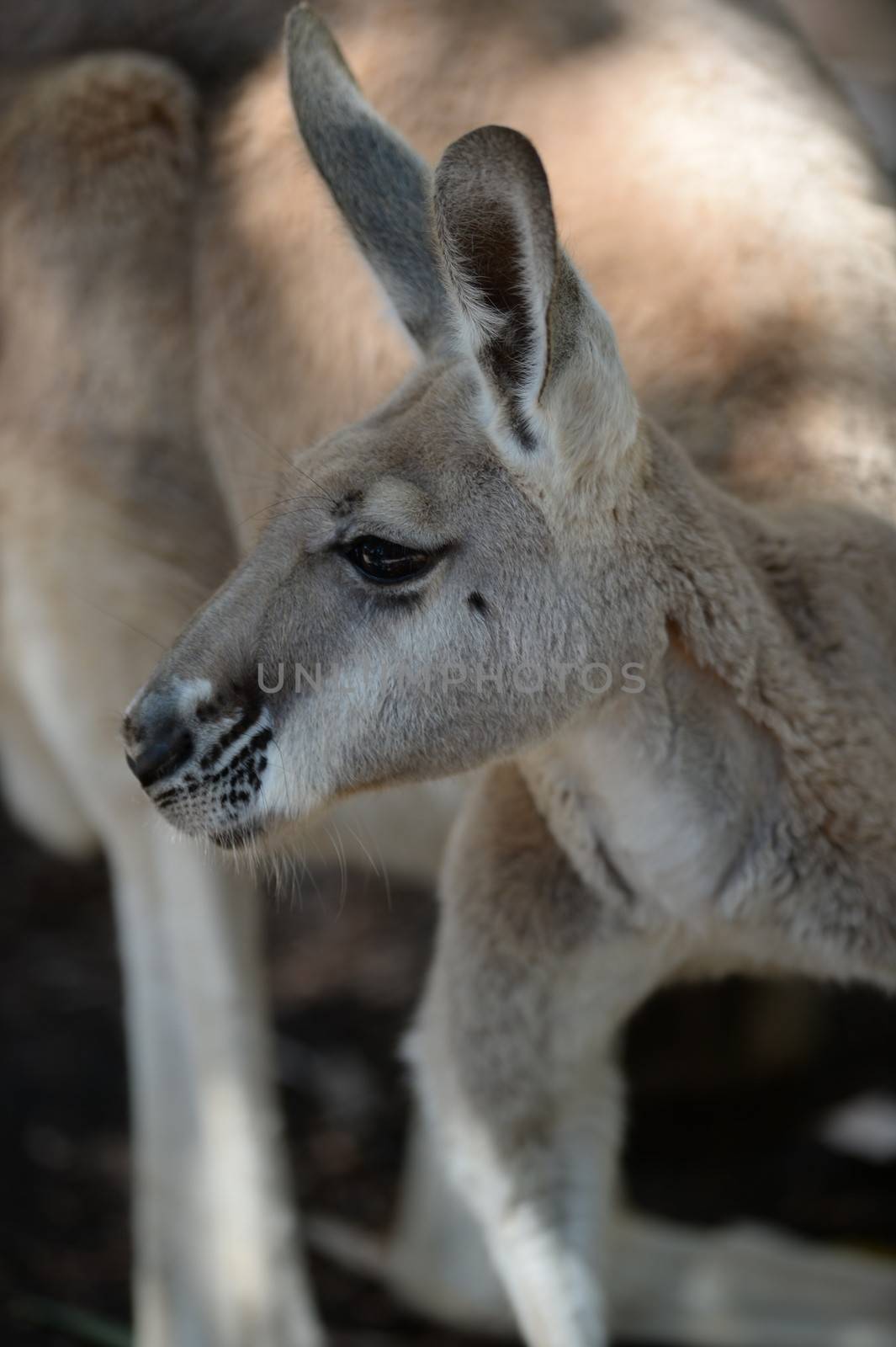 Australian big red kangaroo in open bushland