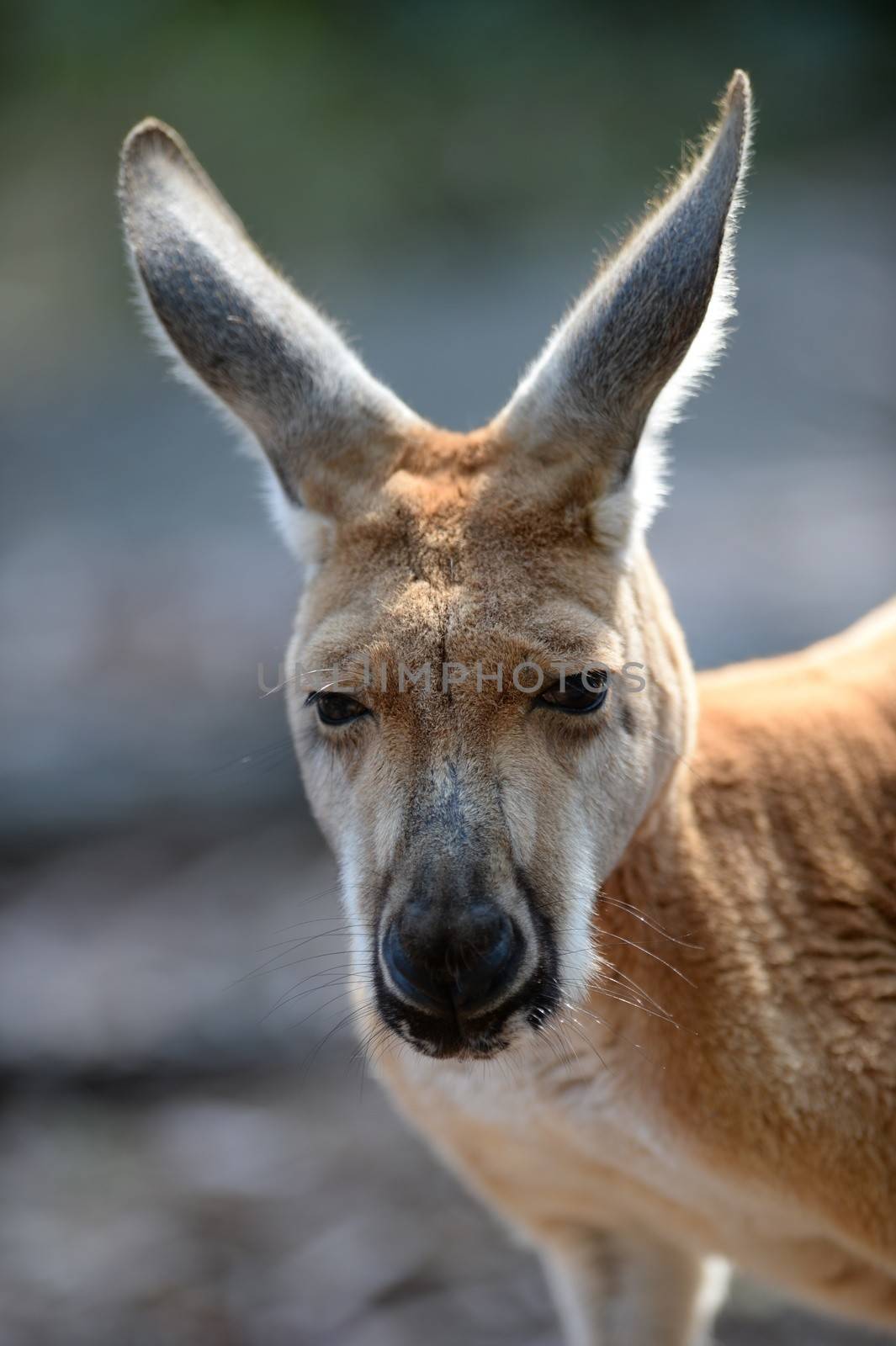 Australian Kangaroos by Kitch