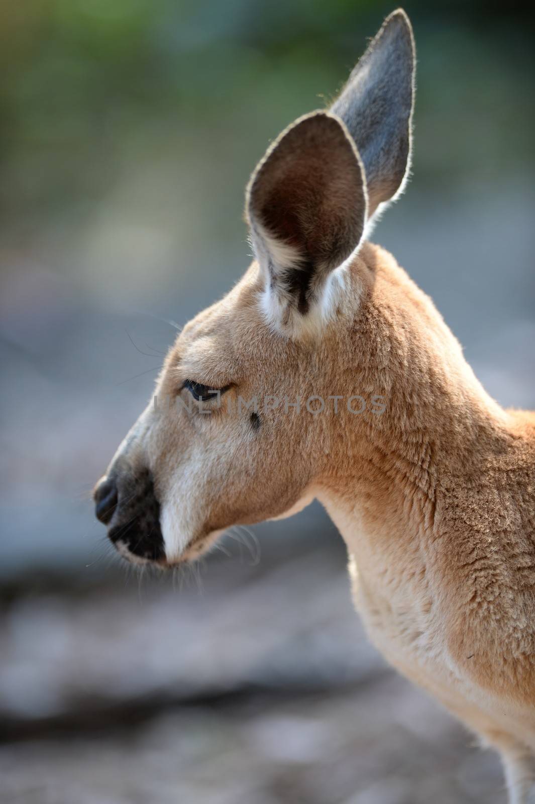 Australian big red kangaroo in open bushland