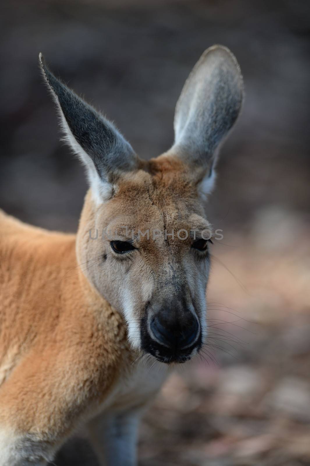 Australian Kangaroos by Kitch
