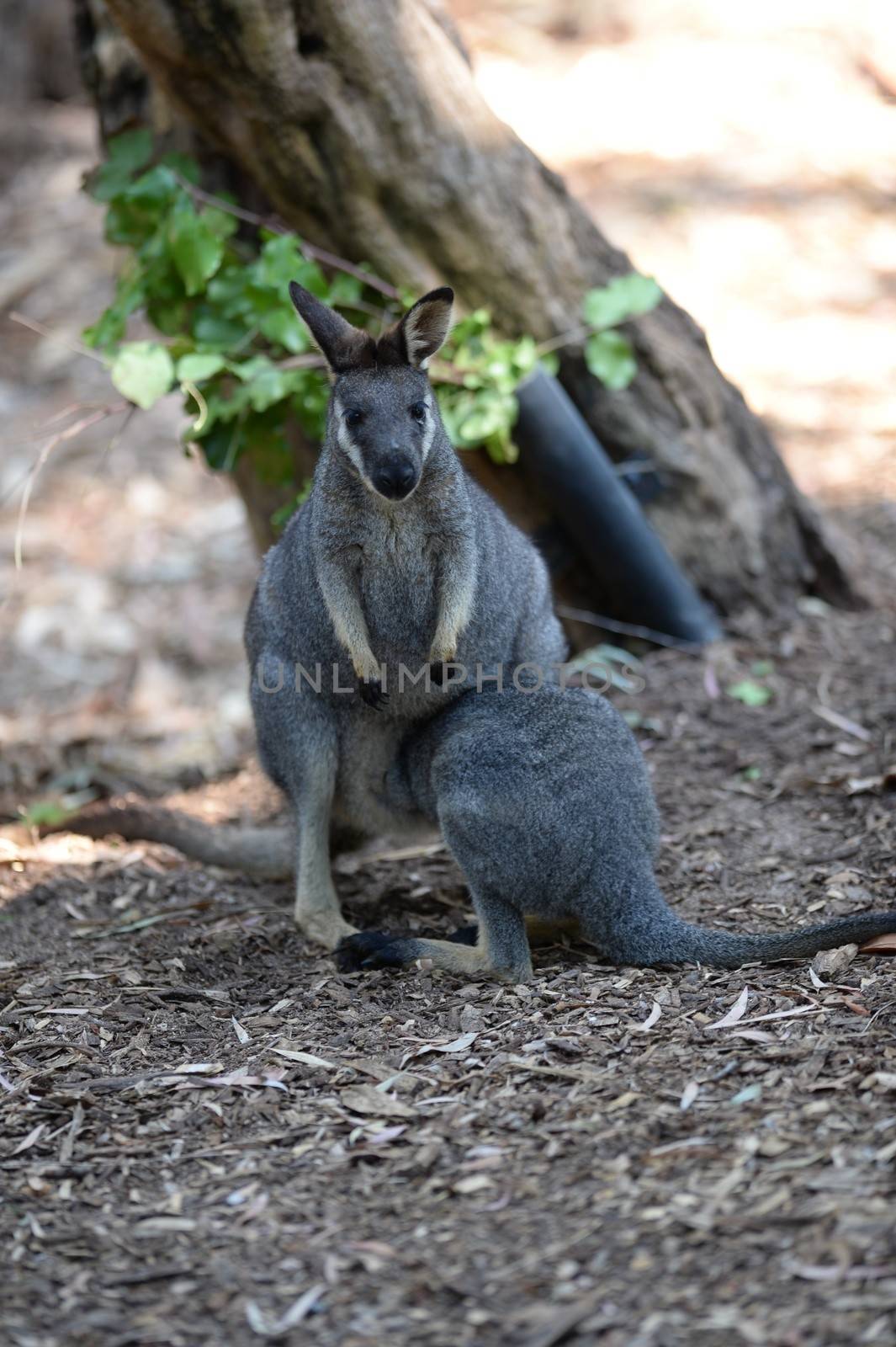 A shot of an Australian wallaby and her young