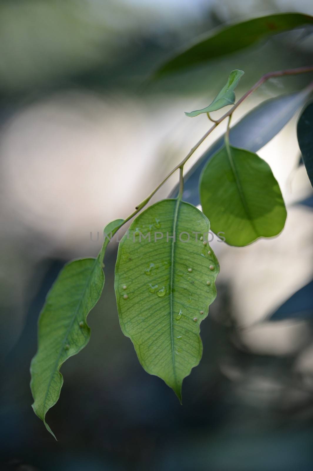 A close up shot of gum tree leaves