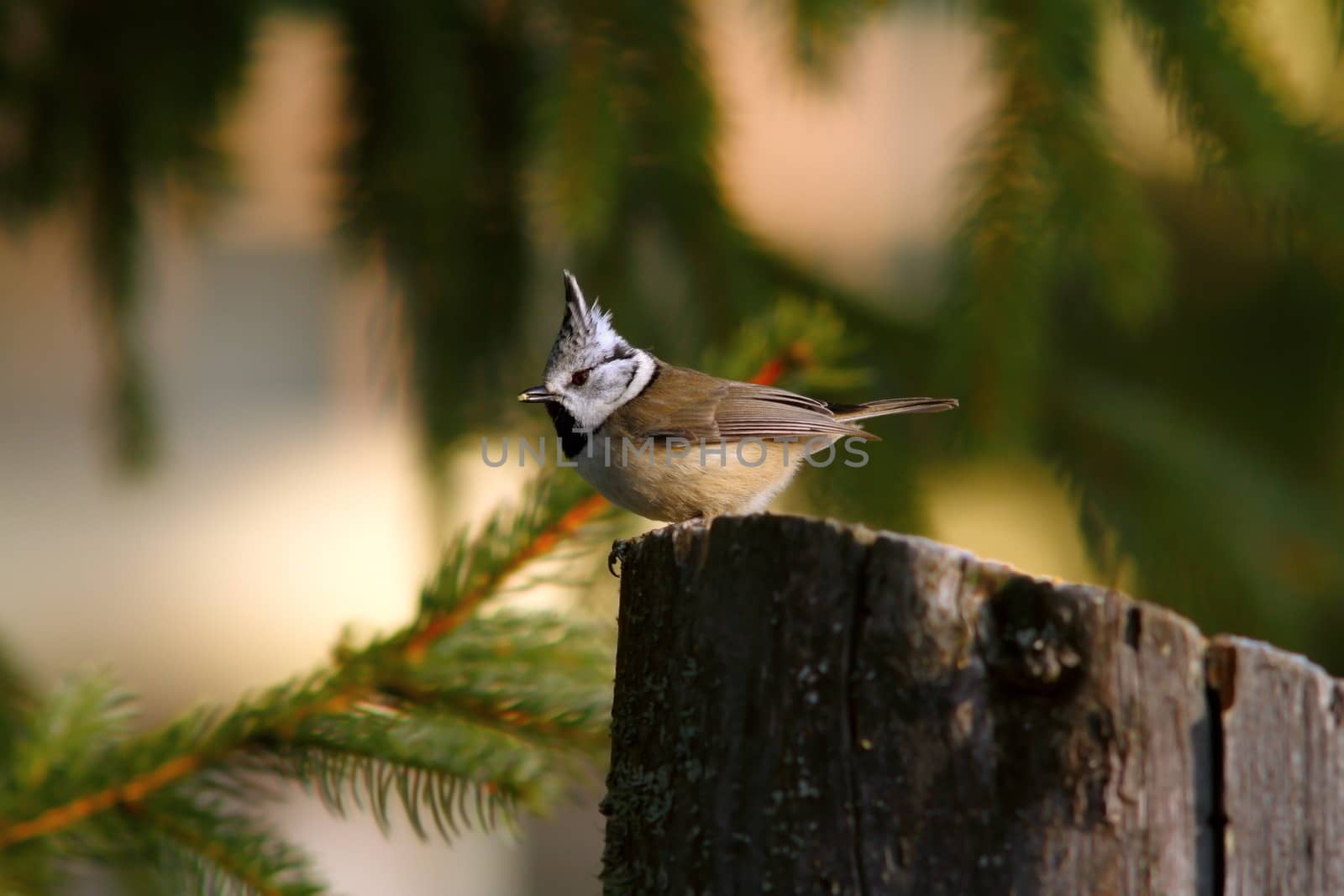 european crested tit ( parus cristatus ) standing on stump