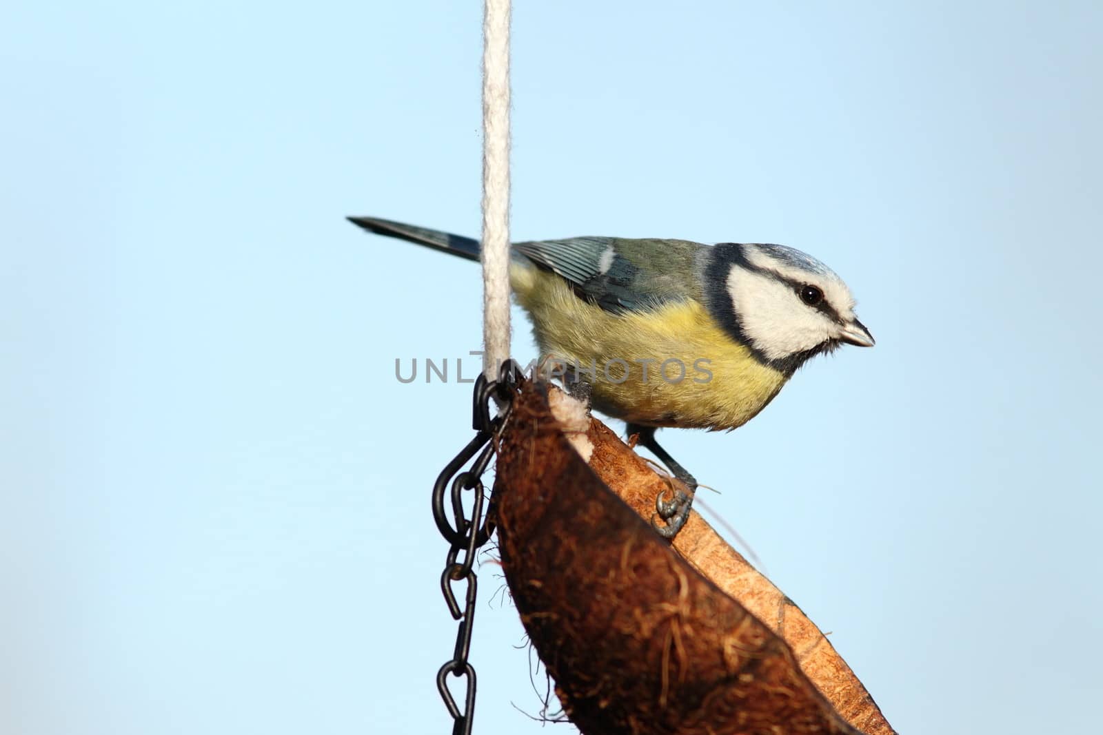 small garden bird. blue tit ( parus caeruleus ) standing on coconut feeder