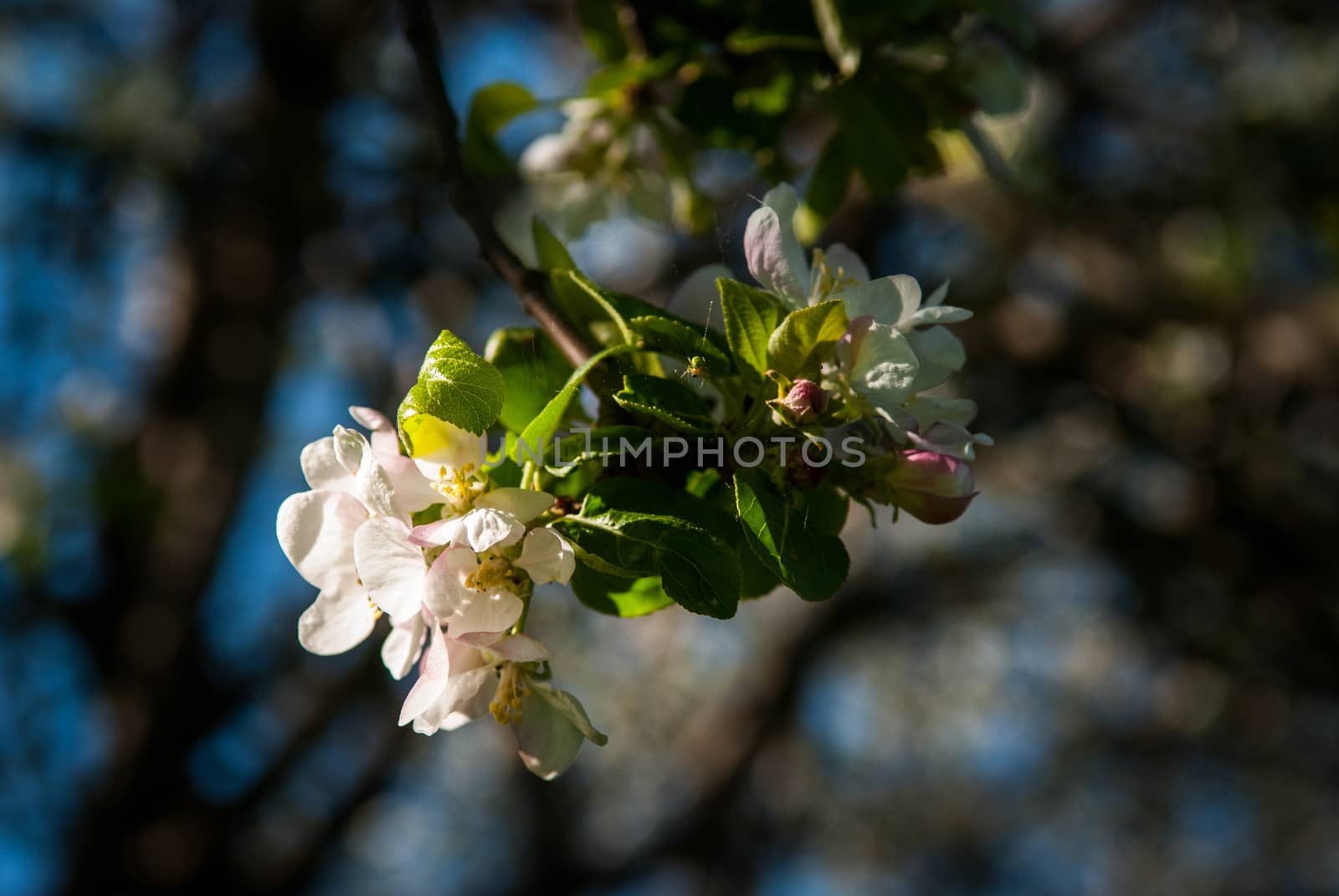 Apple trees blossom in the spring in Minsk, Belorussia