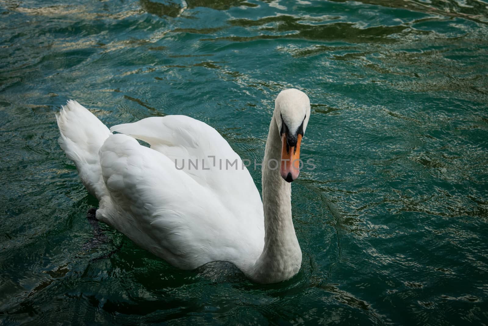 Angry Swan at the Llimmat river in Zurich