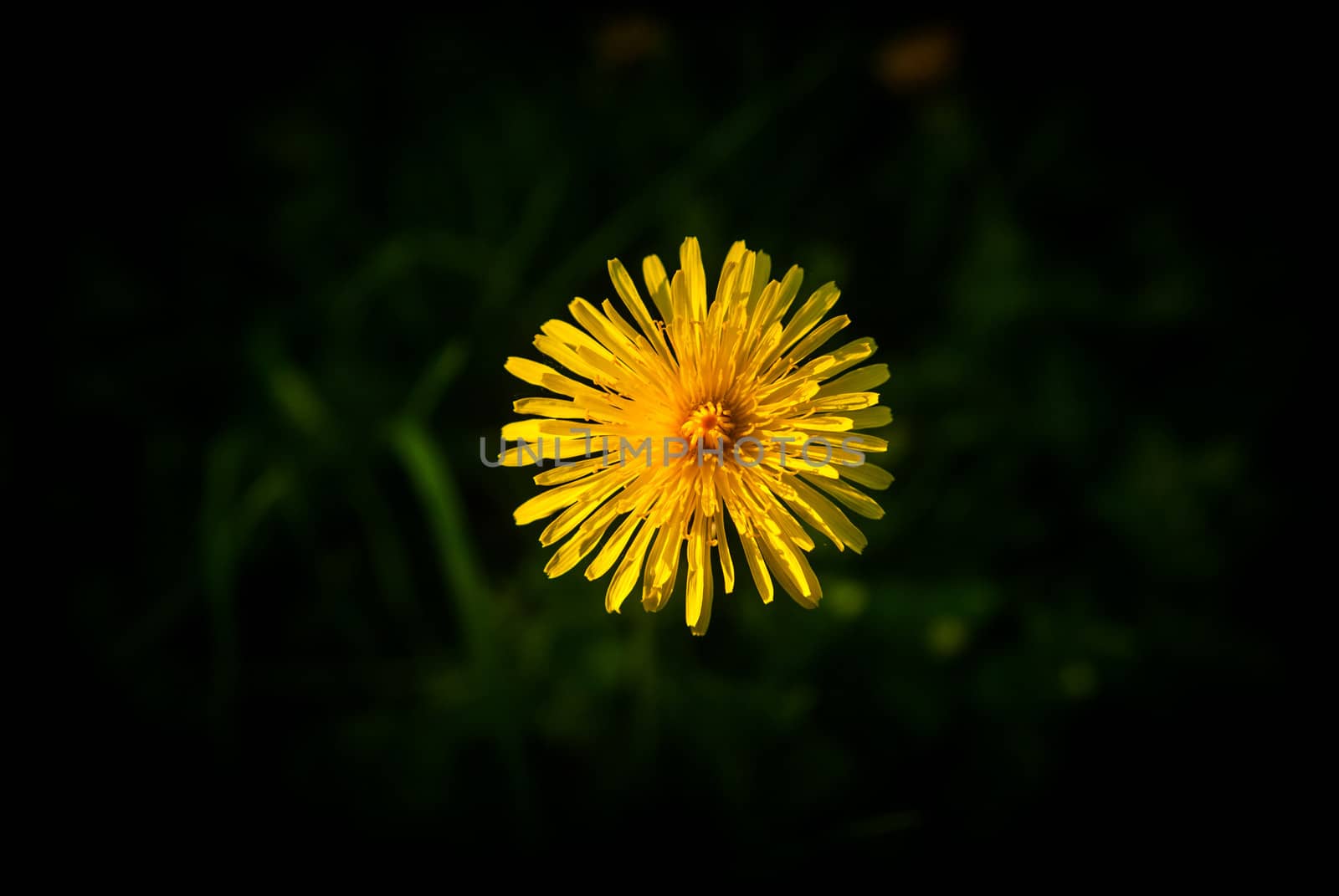 Yellow dandelion with the dark green background