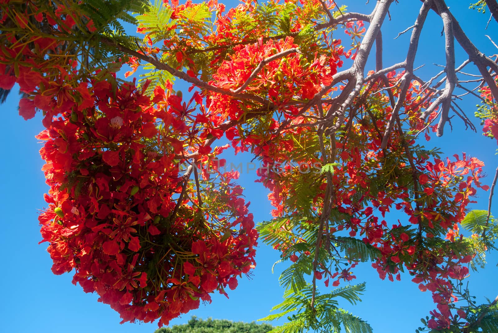 Delonix regia in San Sebastian De La Gomera, Canary Islands