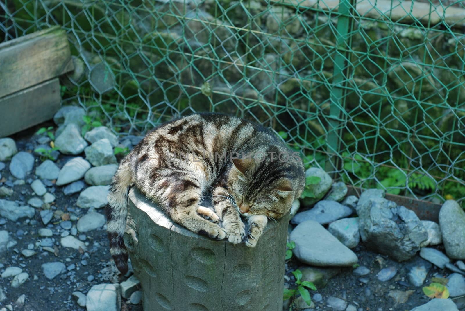 Striped cat chilling on the log of wood in a cage