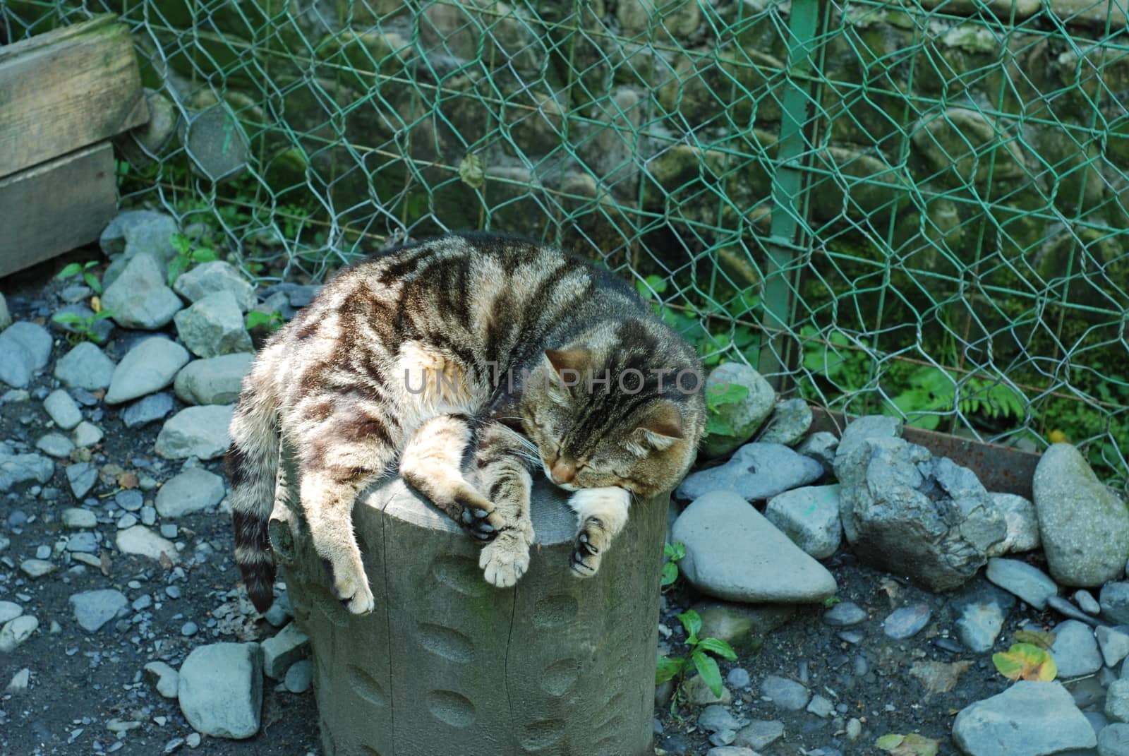 Striped cat chilling on the log of wood in a cage