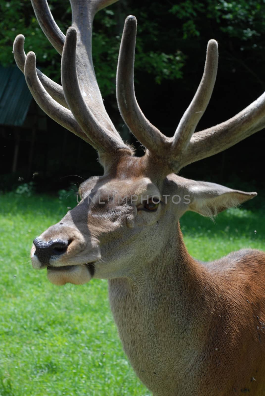 Male dappled deer on a green meadow in Caucasian mountains