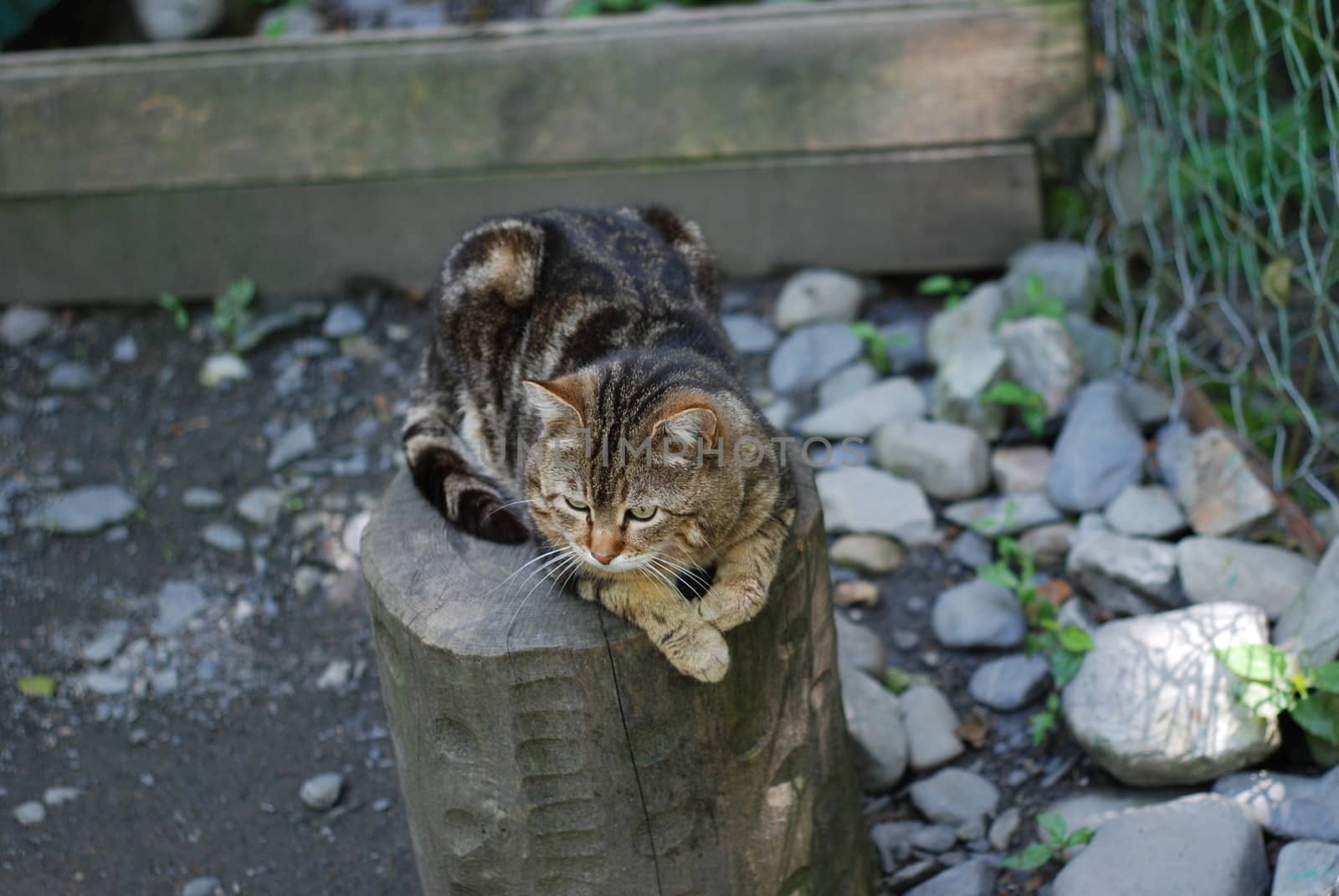 Striped cat chilling on the log of wood in a cage