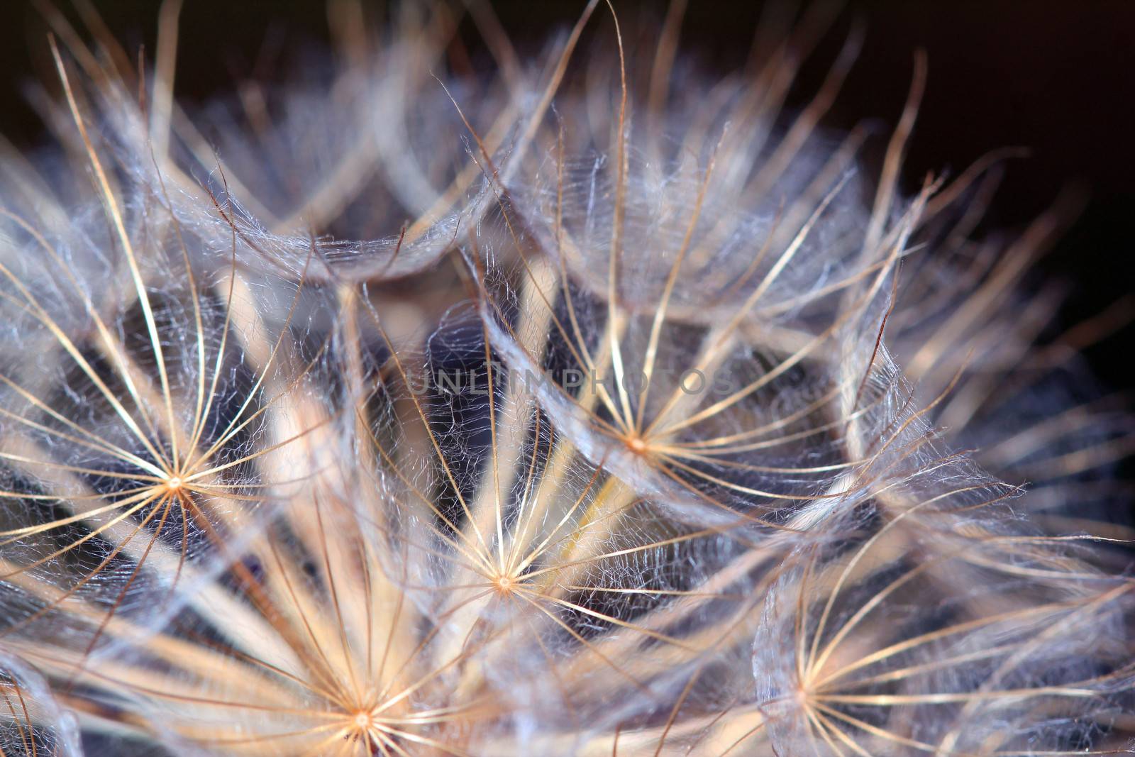 dandelion close up by goce