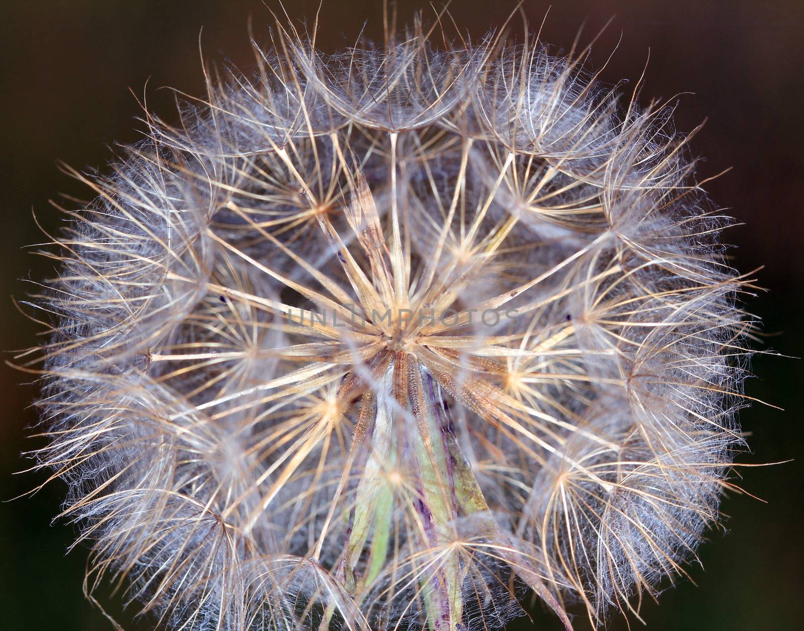 dandelion macro spring season by goce