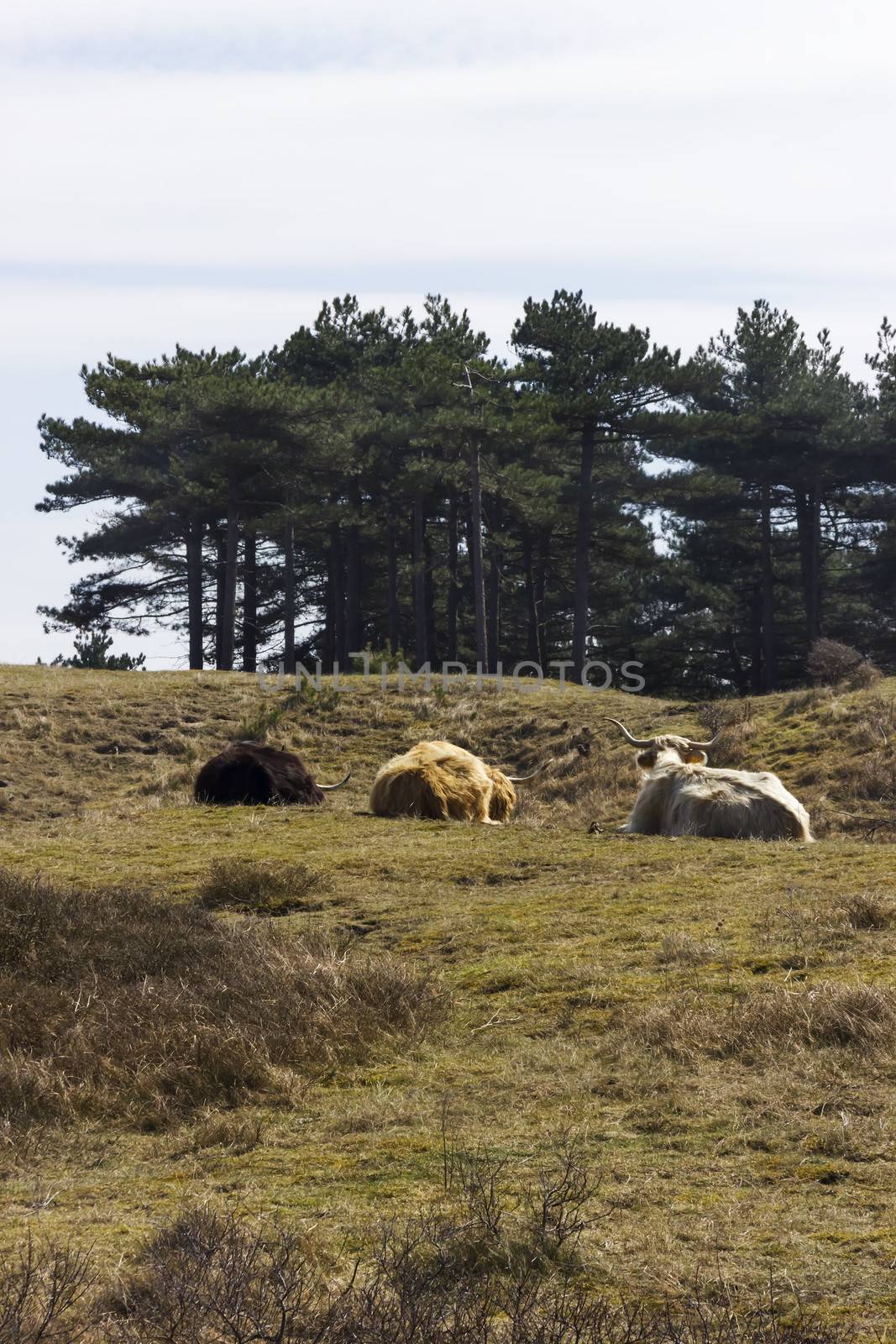 Cattle scottish Highlanders, Zuid Kennemerland, Netherlands by Tetyana