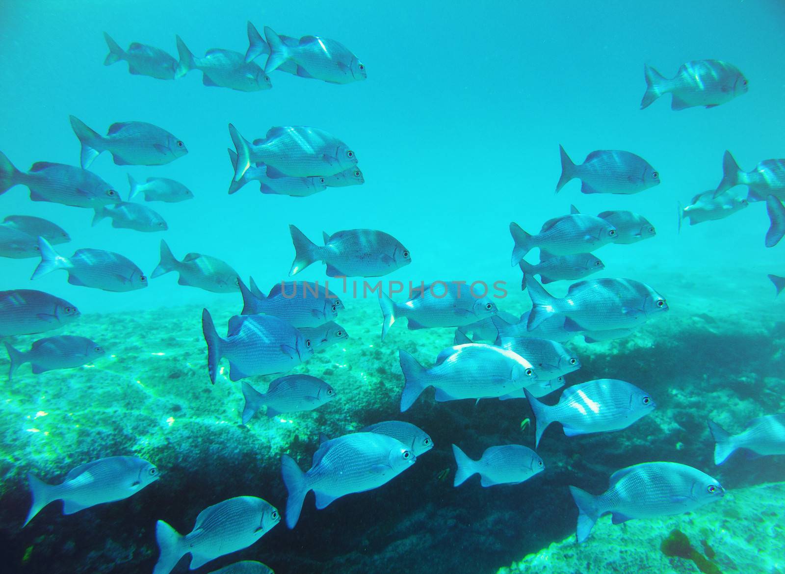 school of fish underwater. Similan islands. Thailand