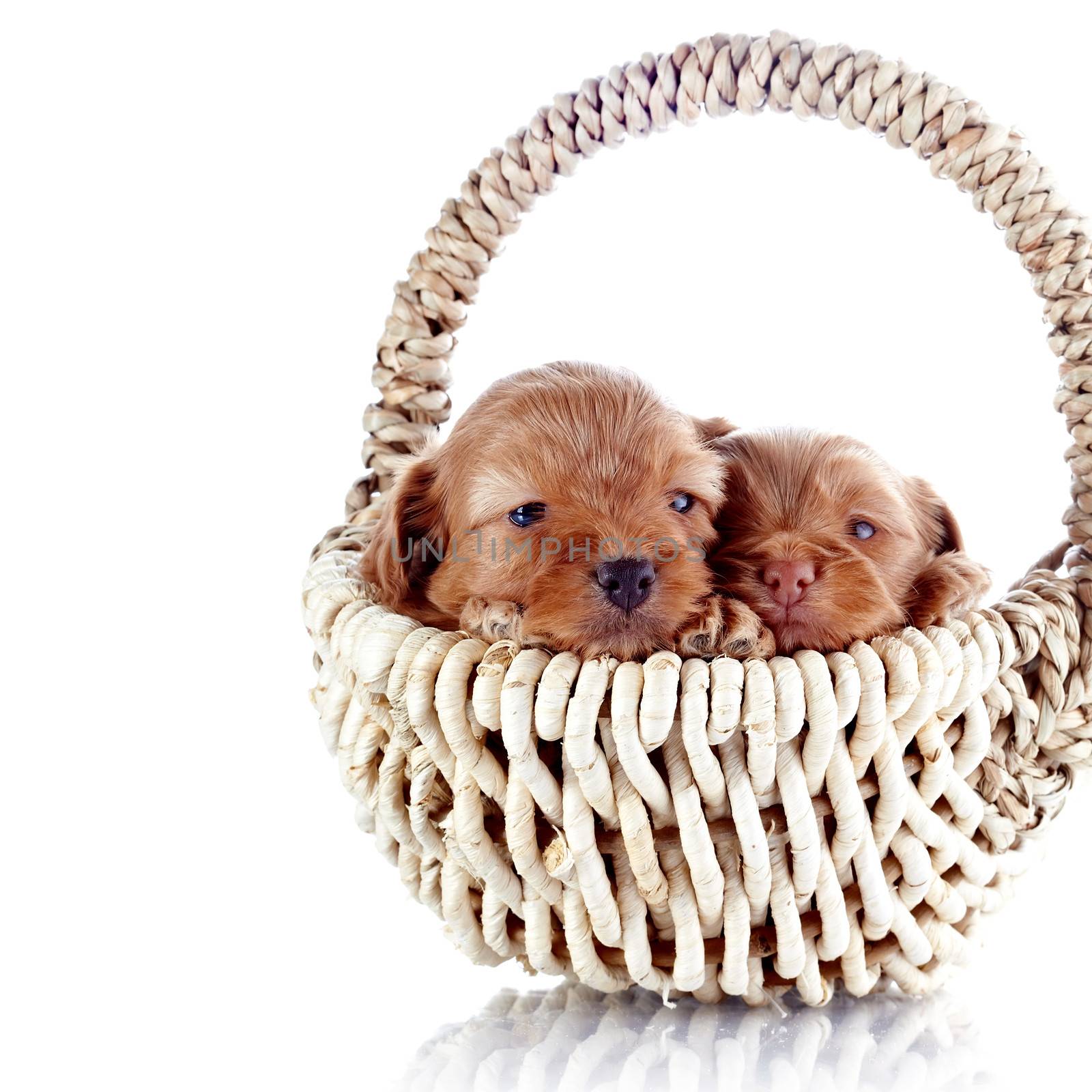Two puppies in a wattled basket. Puppy of a decorative doggie. Decorative dog. Puppy of the Petersburg orchid on a white background