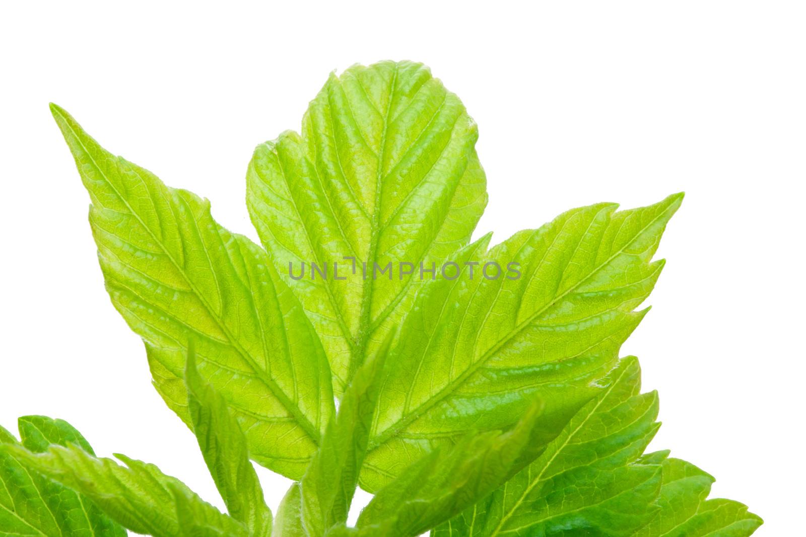 Blossoming spring buds and green leaves isolated on white background