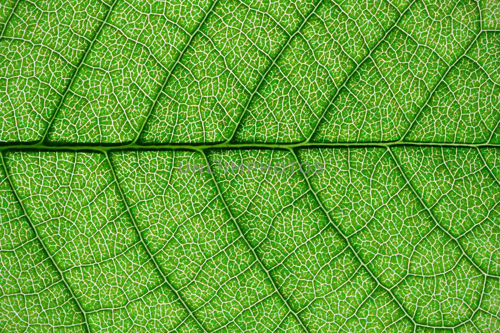 Nice macro photo of big green leaf