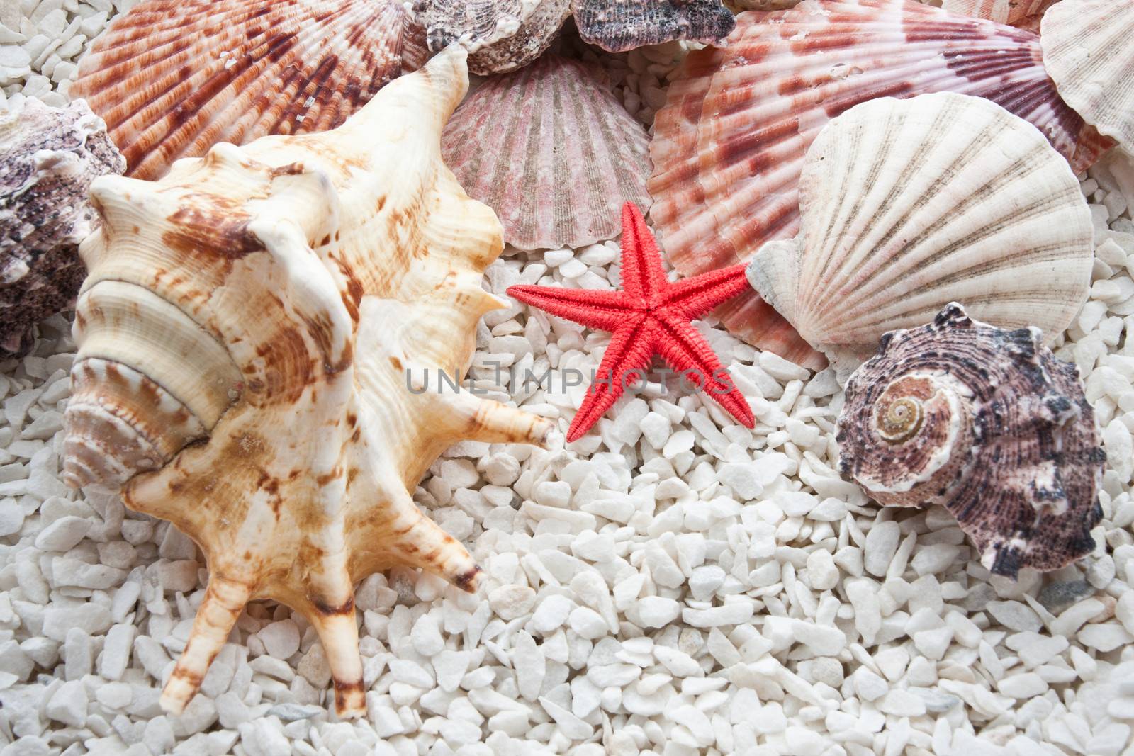 Background made from tropical seashells on sandy beach