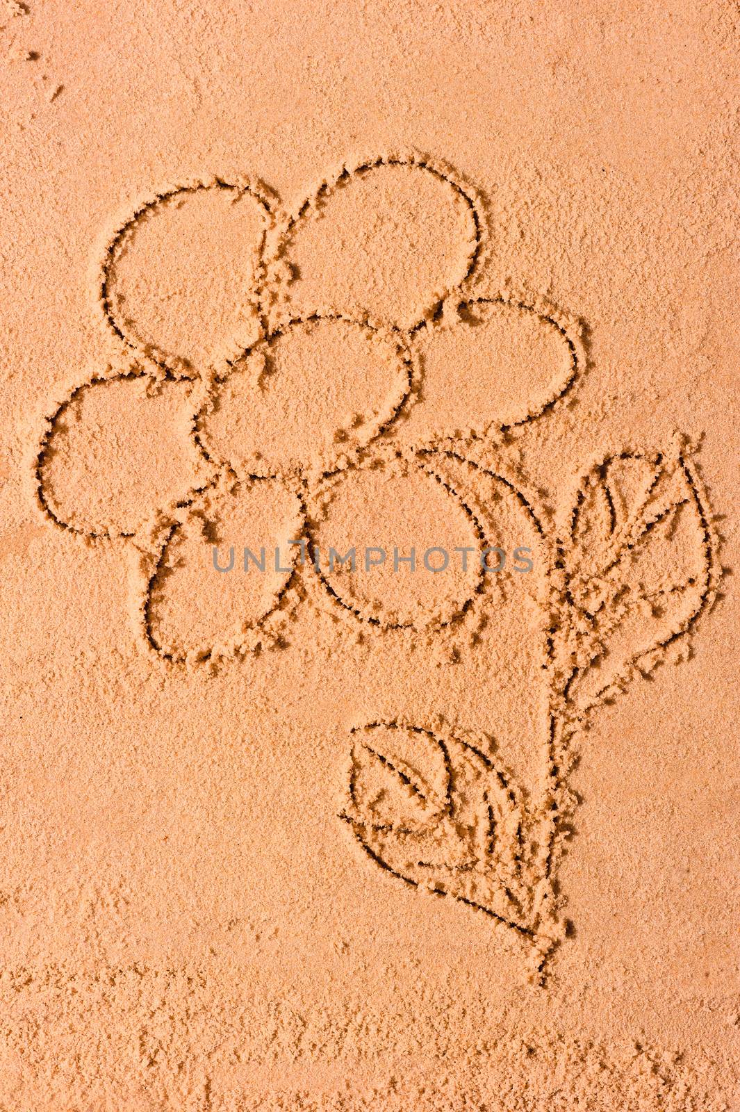 picture of beautiful daisies on the beach