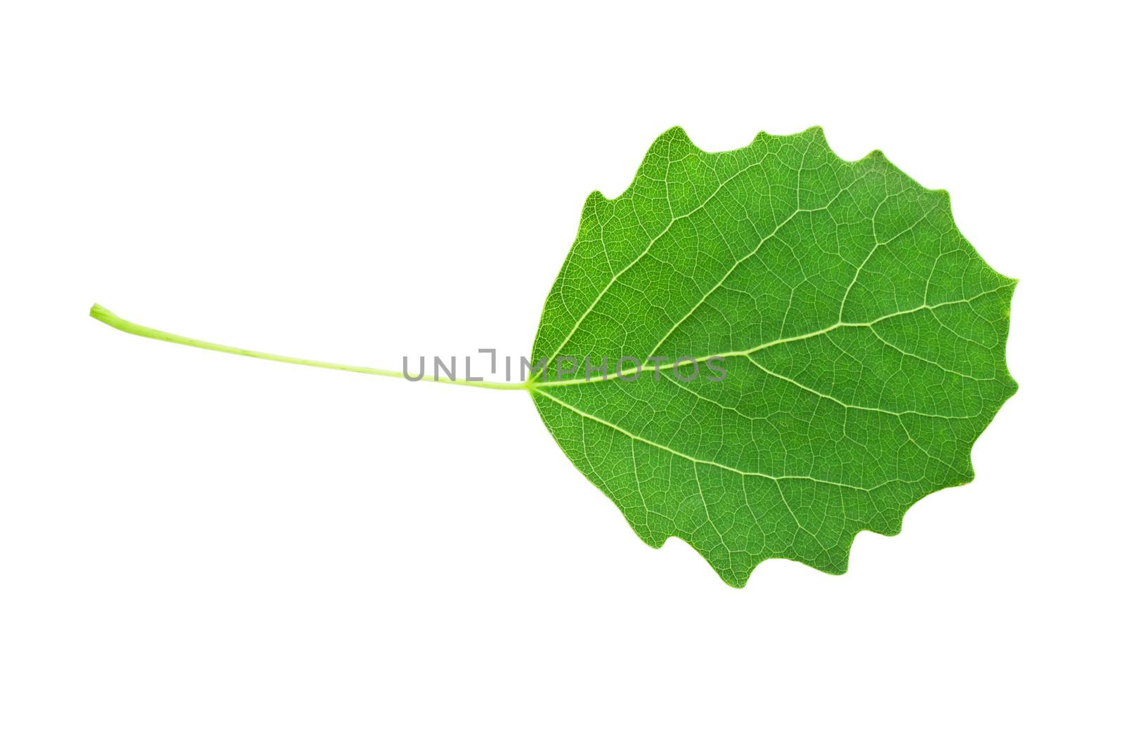 Beautiful macro photo of aspen leaf, isolated on white background