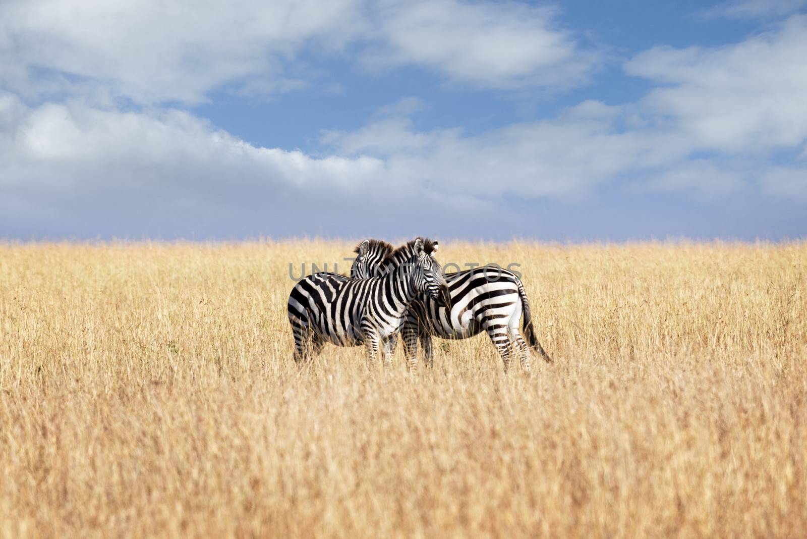 Small herd of Grant's zebras  in savannah of Masai Mara National Reserve, Kenya