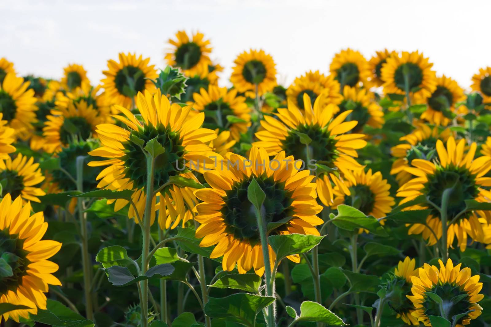 Beautiful blooming field of sunflowers under blue sky