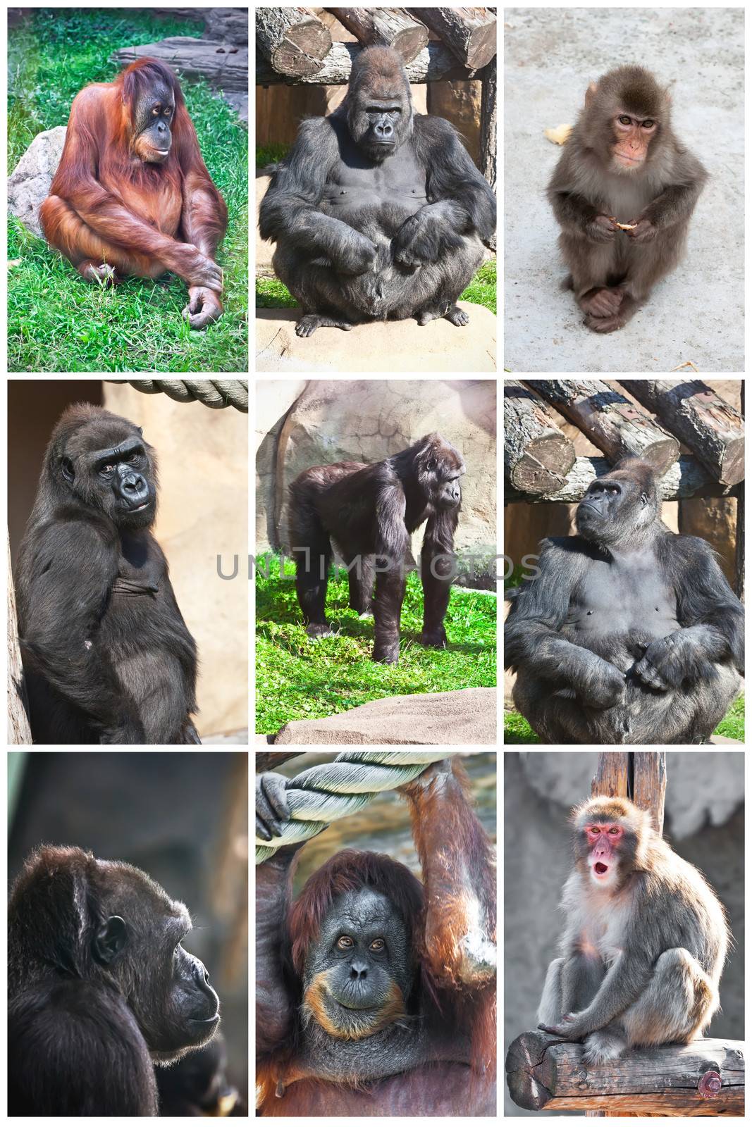 Nice photos of cute monkeys in zoo