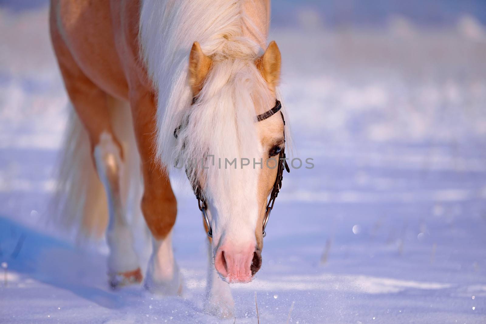Portrait of a beige horse by Azaliya