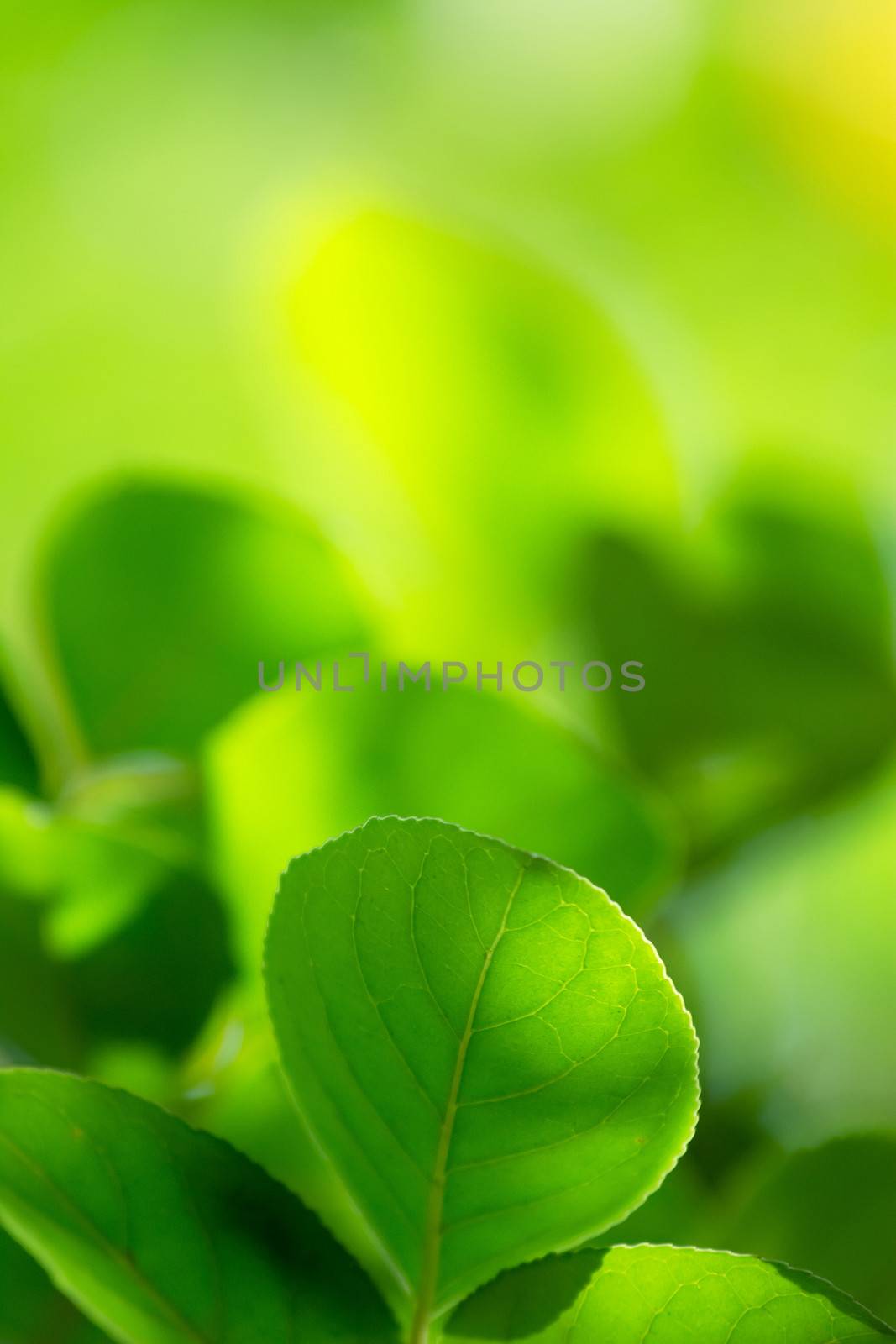 Green leaves with copyspace of beautiful bokeh background.