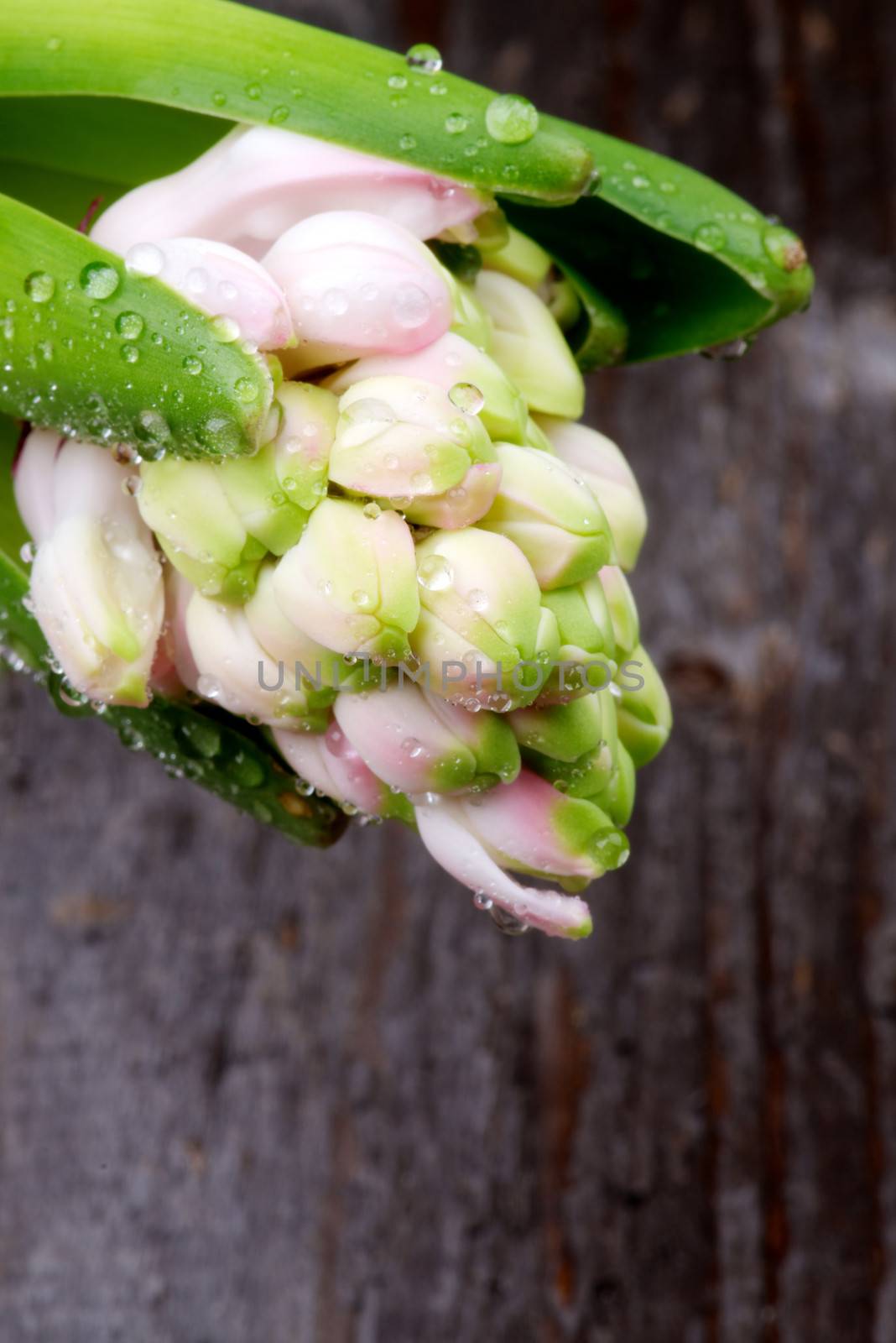 Pink Hyacinths with Droplets closeup on Rustic Wooden background