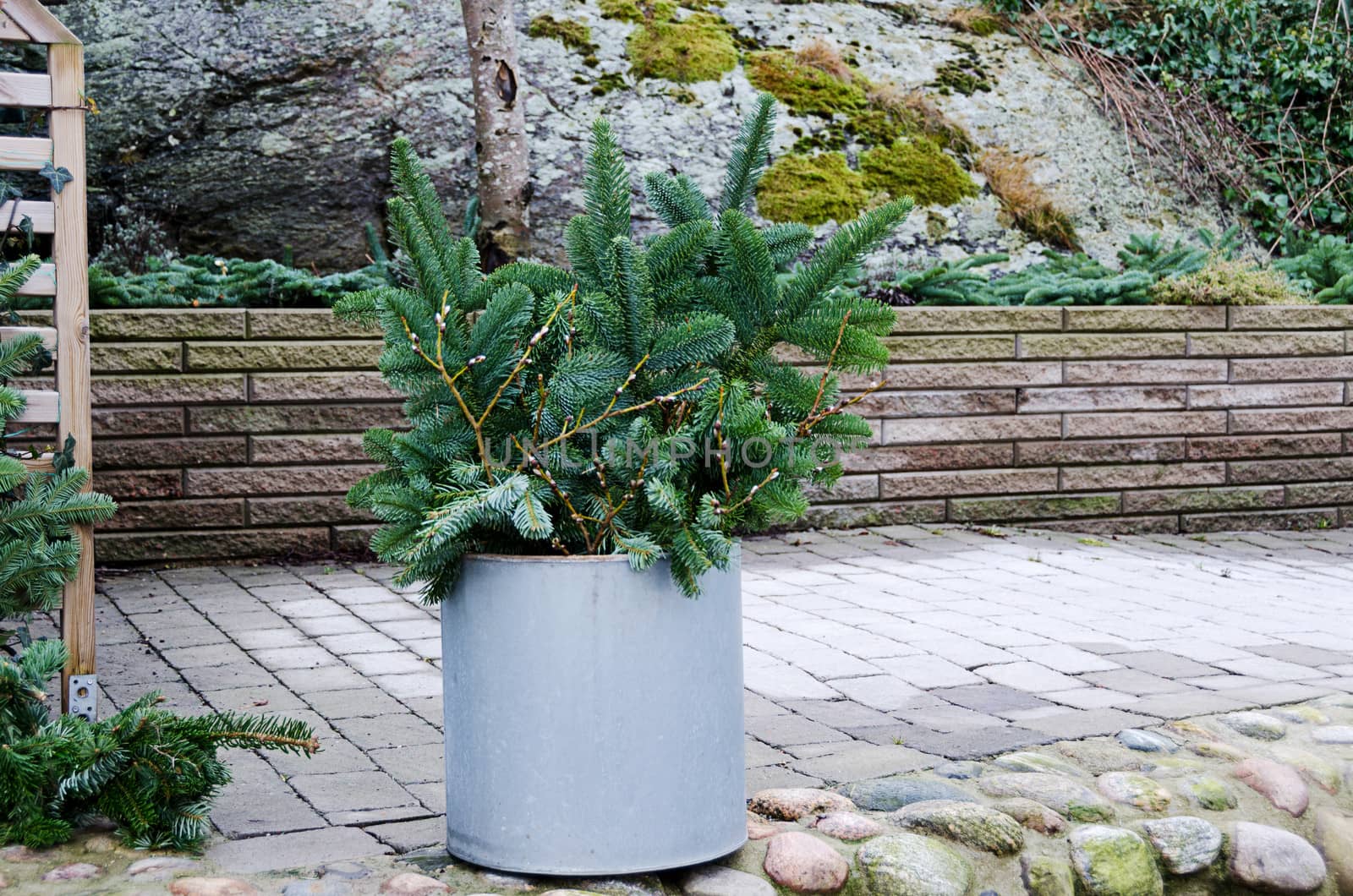 Winter Plants for decoration in the garden