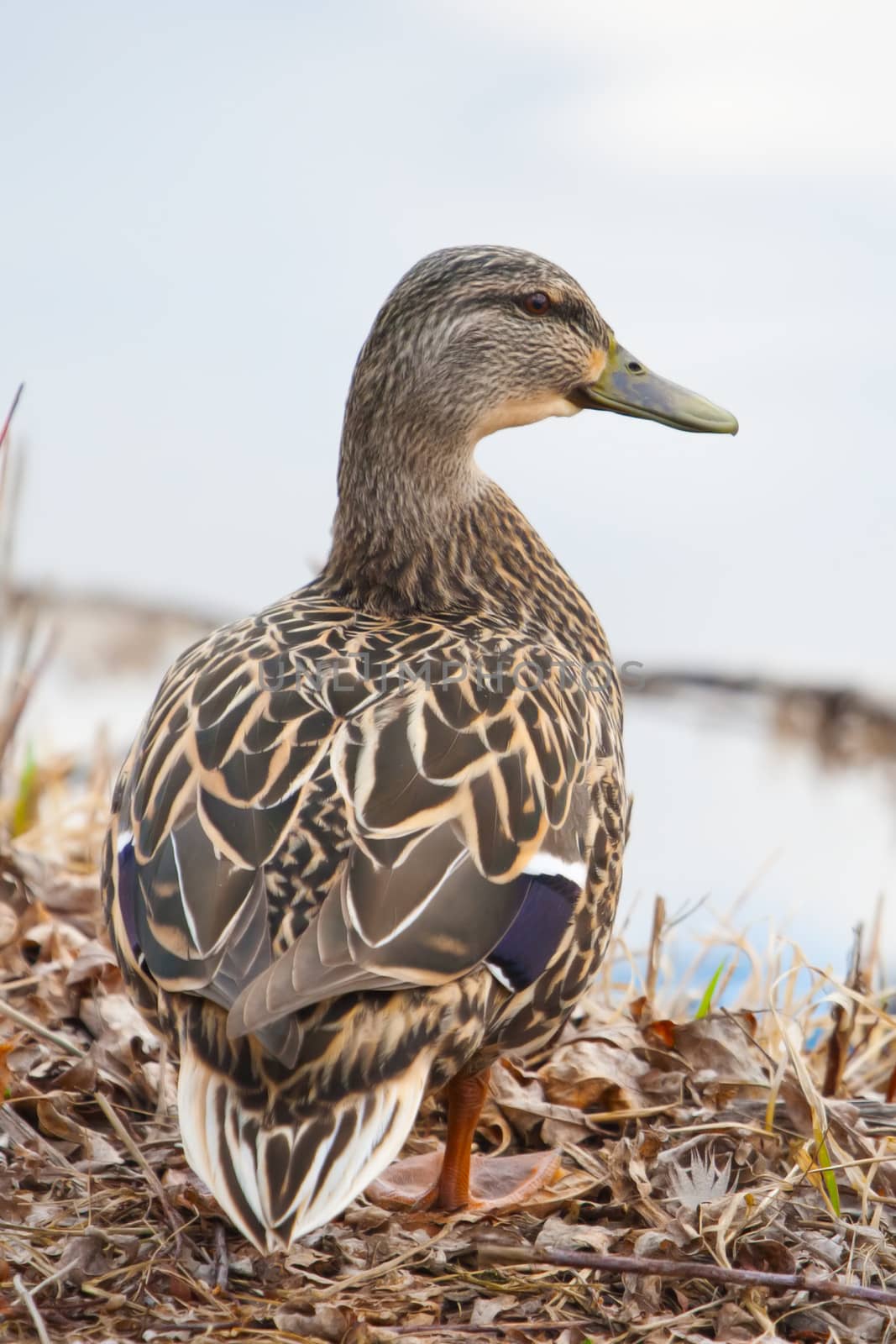 Female Mallard standing at the waters edge in soft focus