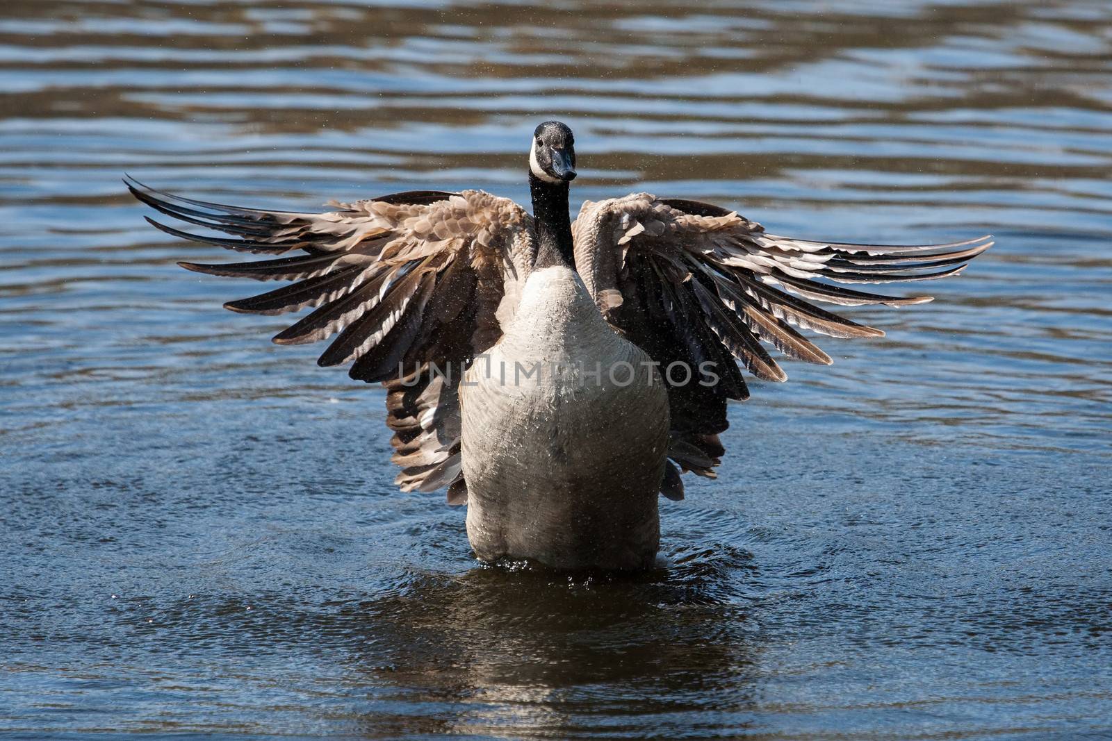 Canadian Goose flapping wings in the water