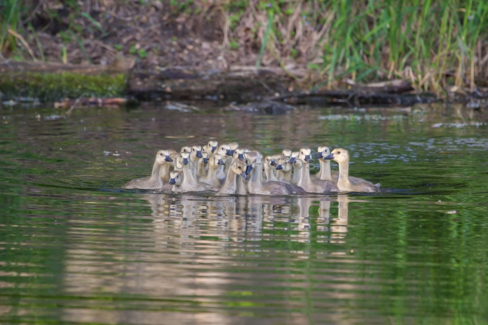 A group of Canadian goslings swimming together in soft focus