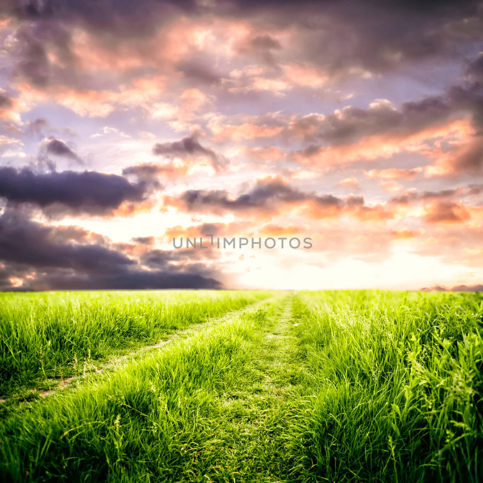 Path in the field and sky. Rural landscape