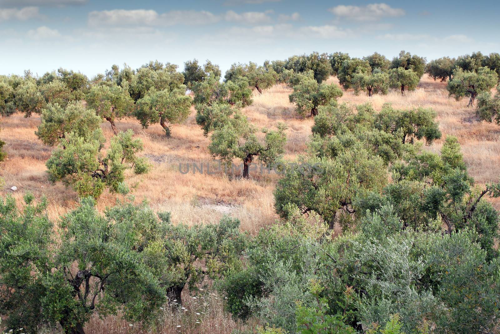 olive trees hill landscape greece by goce