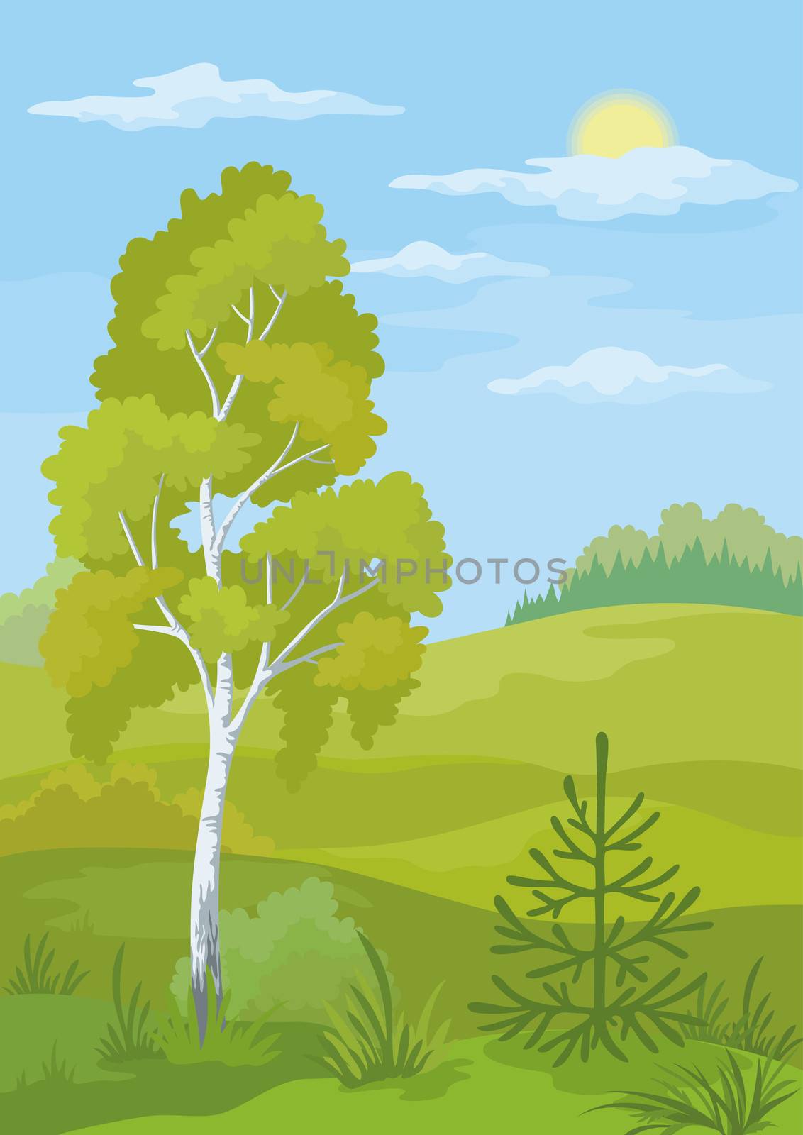 Forest landscape with birch, fir tree and blue sky.