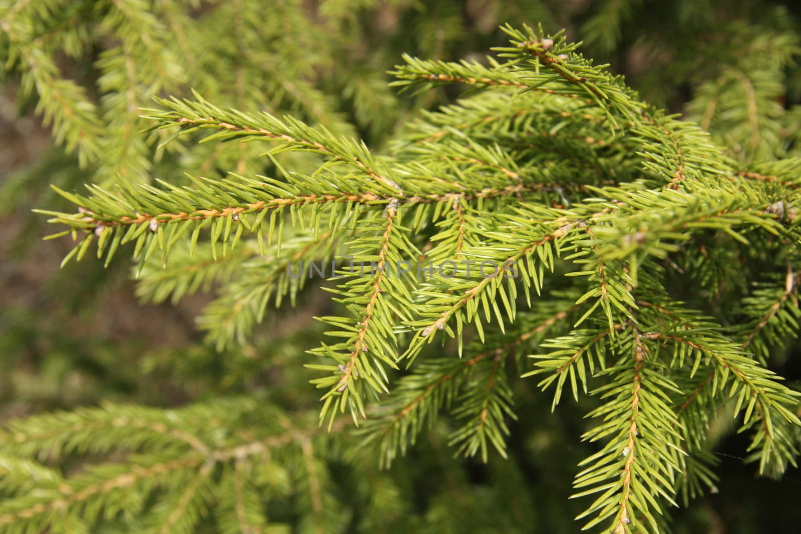 A background of a young green fir tree